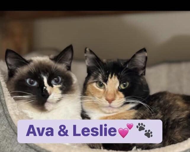 Ava *Read Bio* (Bonded with Leslie), a Adoptable Siamese in Maple Ridge, BC image 4/6