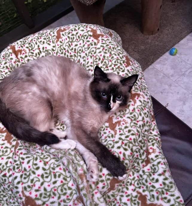 Ava *Read Bio* (Bonded with Leslie), a Adoptable Siamese in Maple Ridge, BC image 3/6