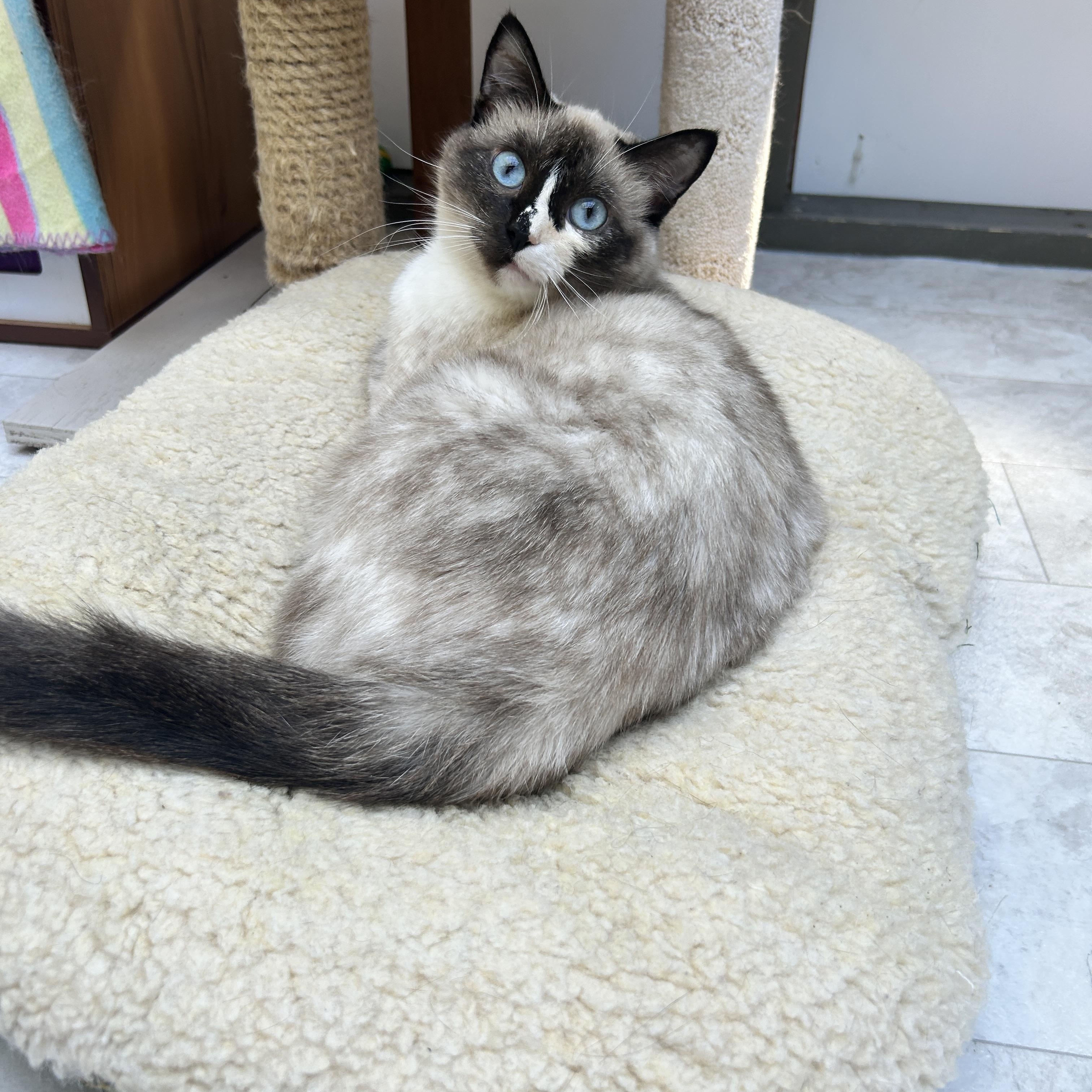 Ava *Read Bio* (Bonded with Leslie), a Adoptable Siamese in Maple Ridge, BC image 6/6