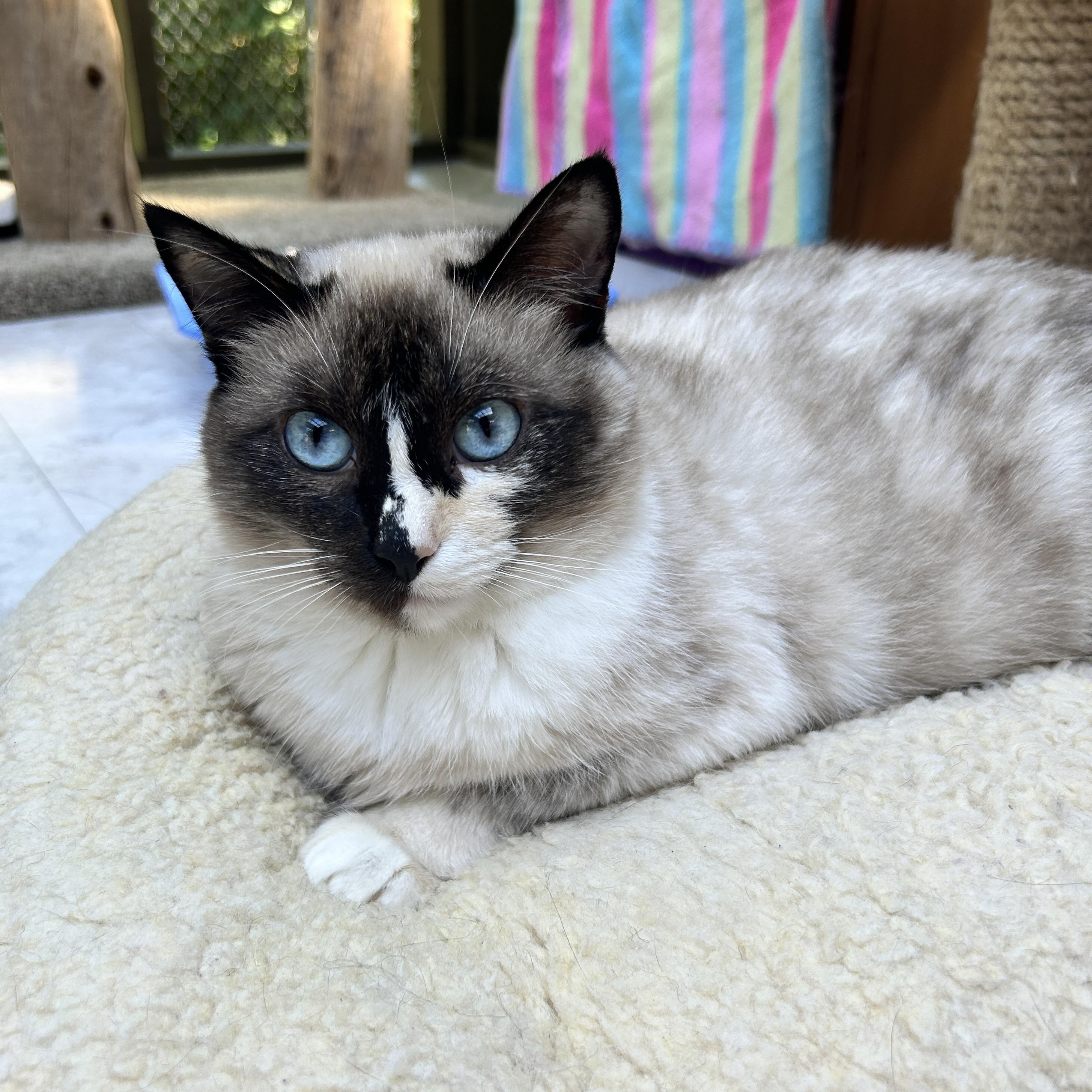 Ava *Read Bio* (Bonded with Leslie), Adoptable, Young Female Siamese.
