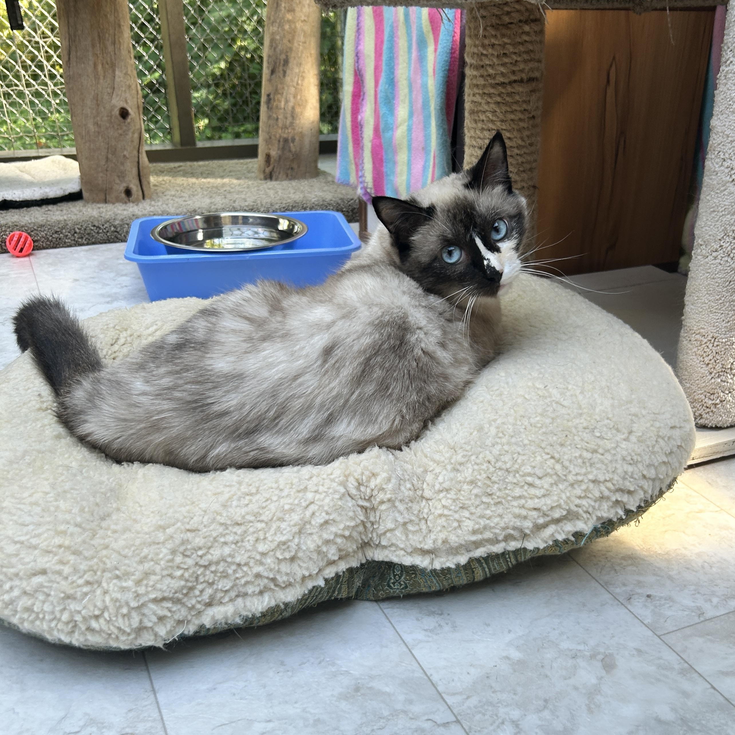 Ava *Read Bio* (Bonded with Leslie), a Adoptable Siamese in Maple Ridge, BC image 2/6