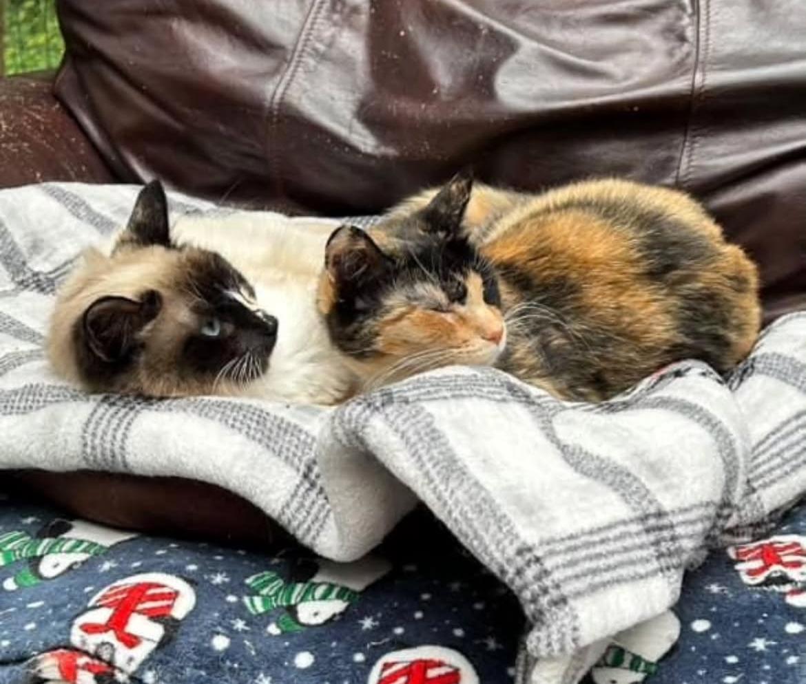 Ava *Read Bio* (Bonded with Leslie), a Adoptable Siamese in Maple Ridge, BC image 5/6