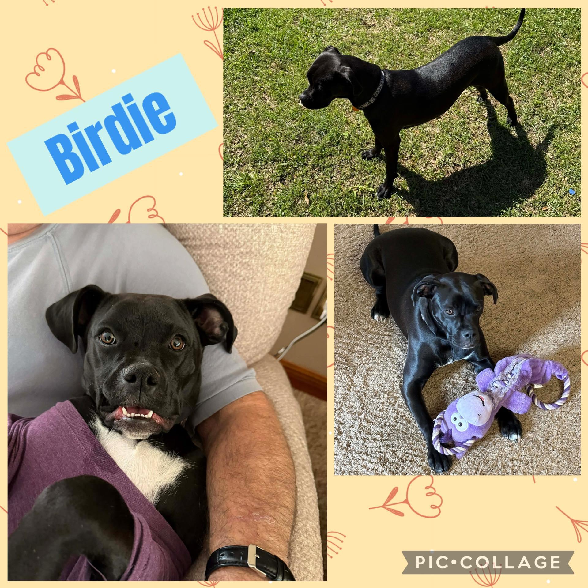 Birdie, ADOPTABLE, Young Female Boxer & Labrador Retriever.