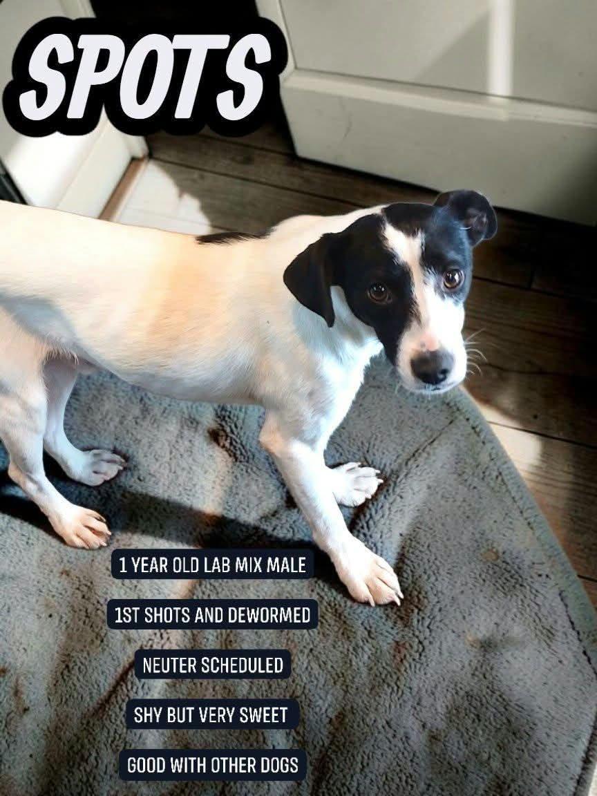 Enlarge Spot, a Adoptable Labrador Retriever in Lexington, KY image 2/5