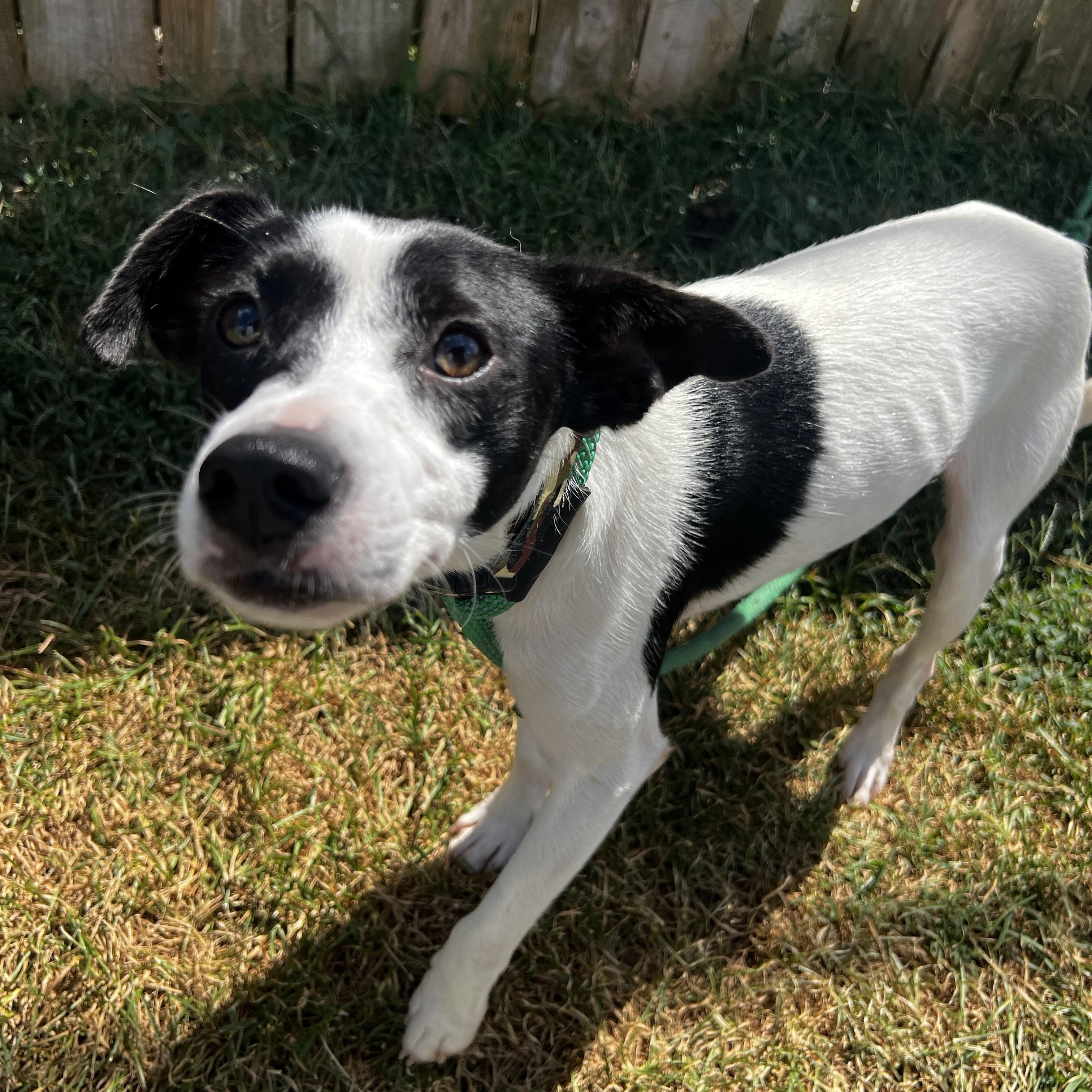 Enlarge Spot, a Adoptable Labrador Retriever in Lexington, KY image 1/5