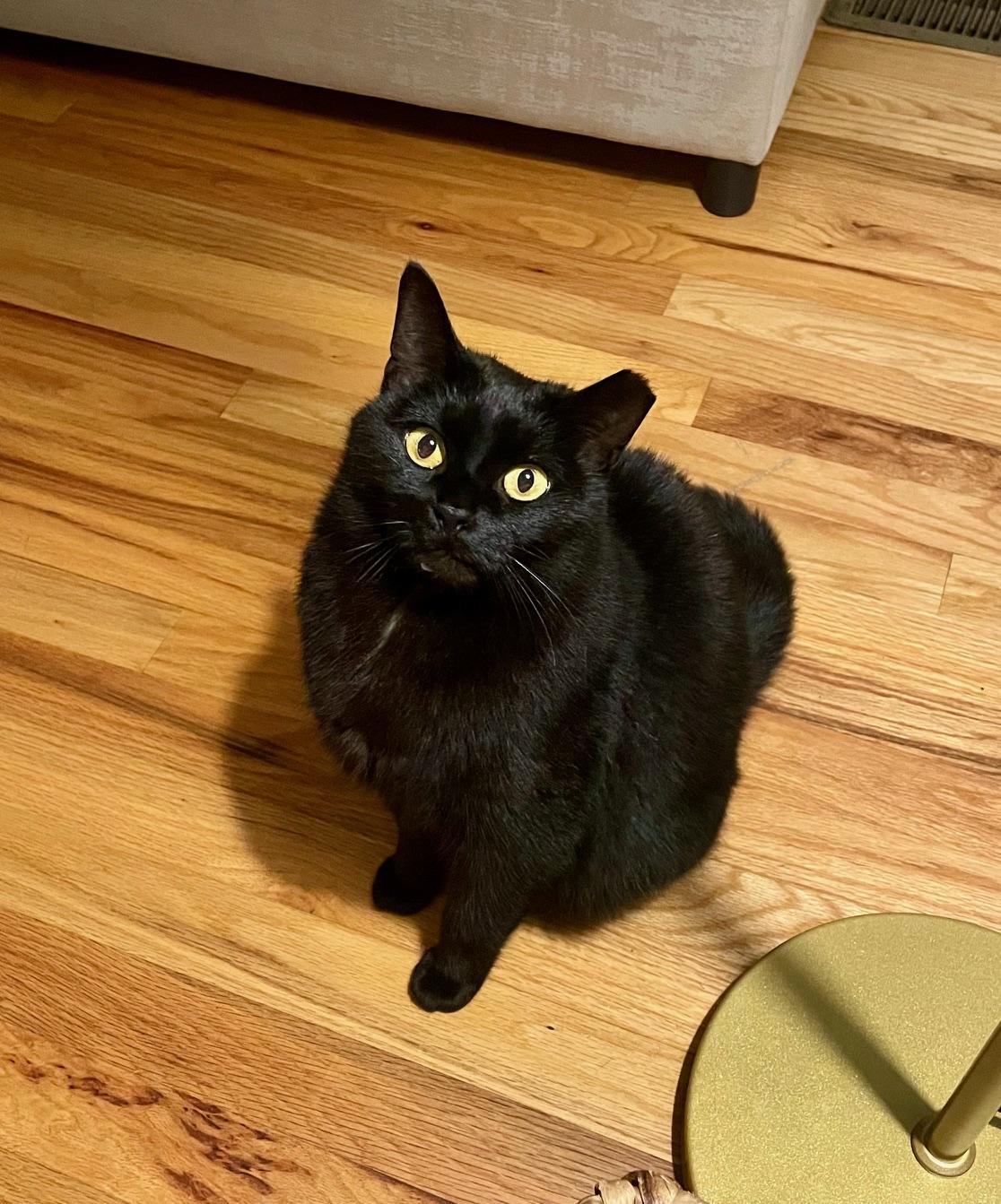 Enlarge Pizza Mama , a ADOPTABLE Domestic Short Hair in Davidson, NC image 1/1