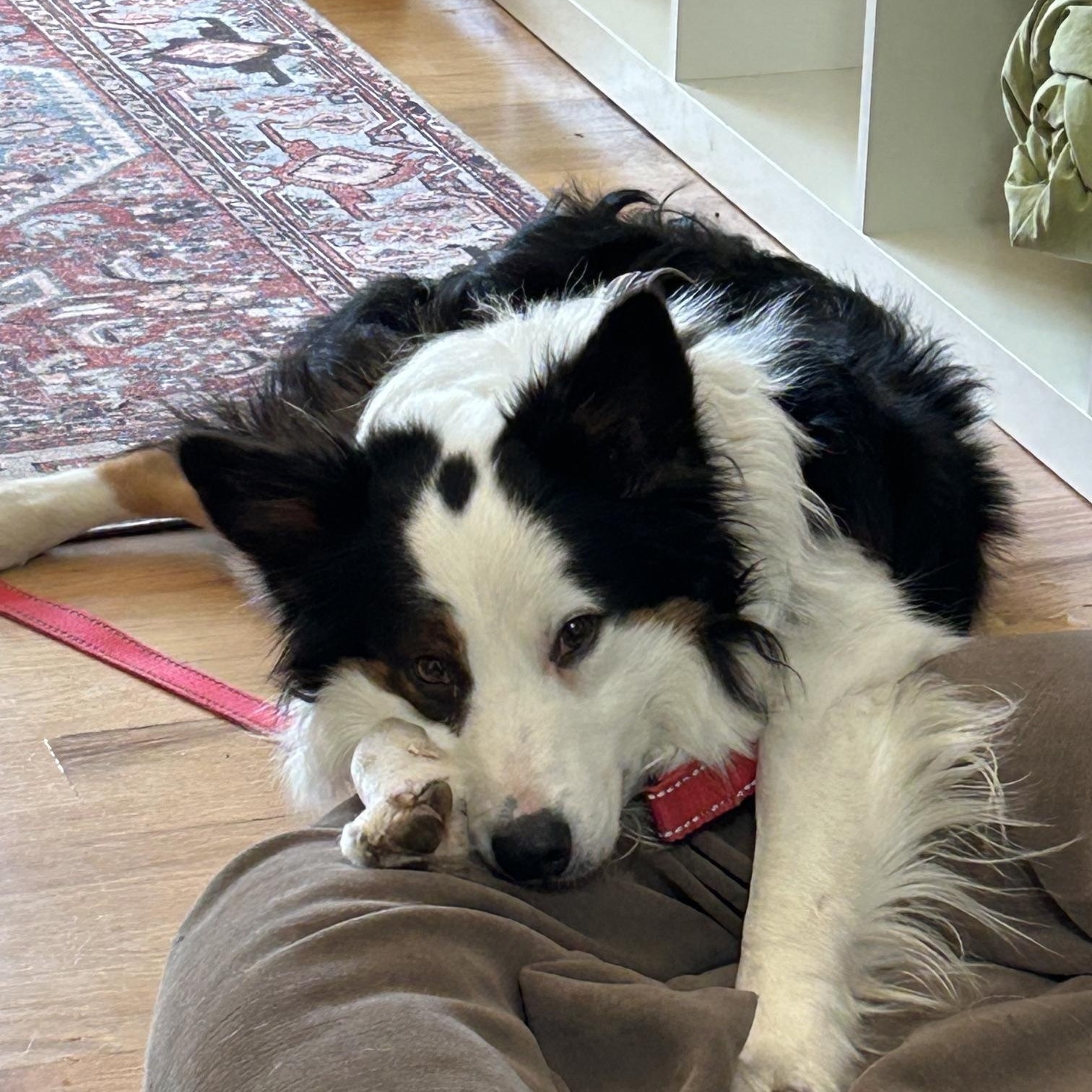 Enlarge Oscar, a ADOPTABLE Border Collie in boulder, CO image 2/4