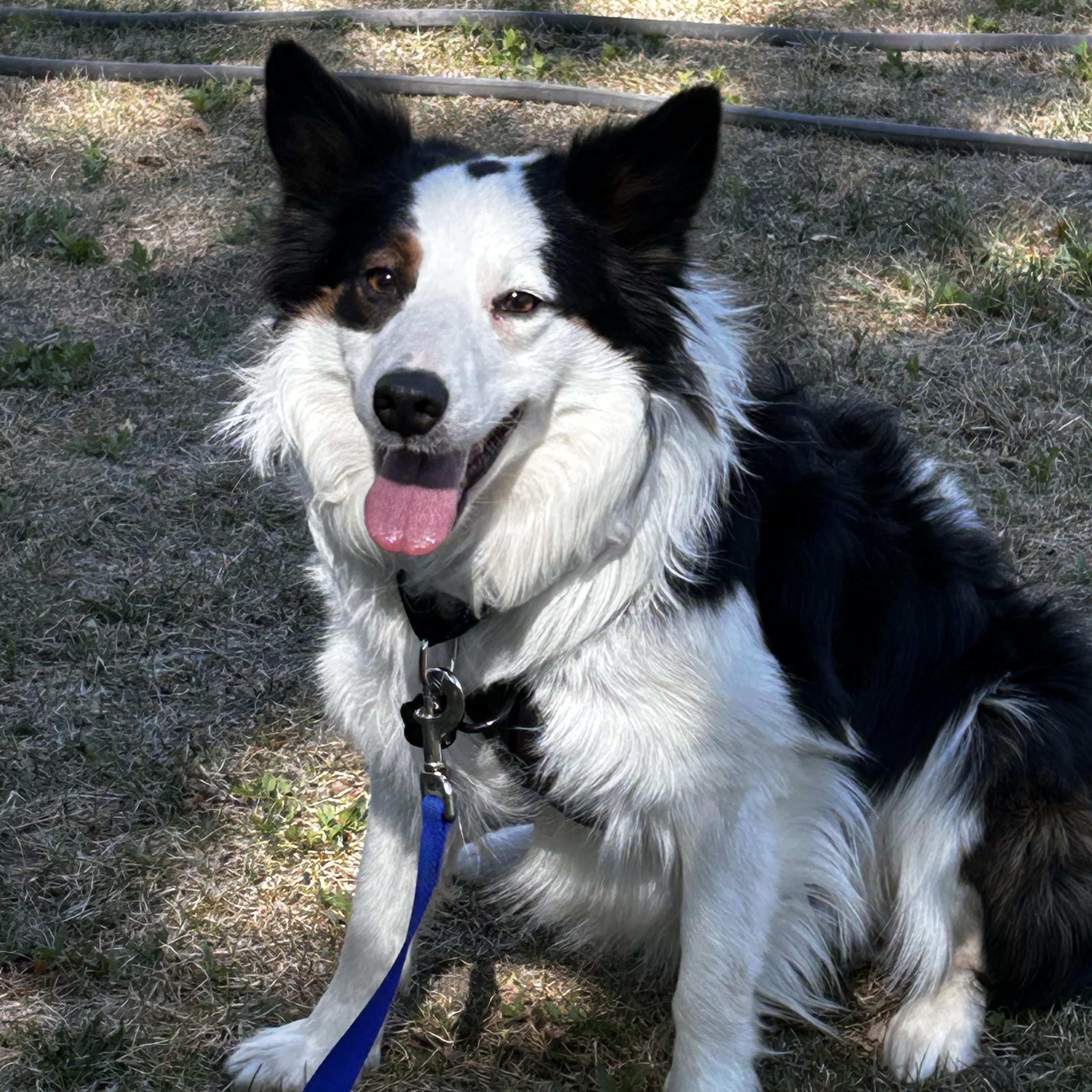 Enlarge Oscar, a ADOPTABLE Border Collie in boulder, CO image 1/4