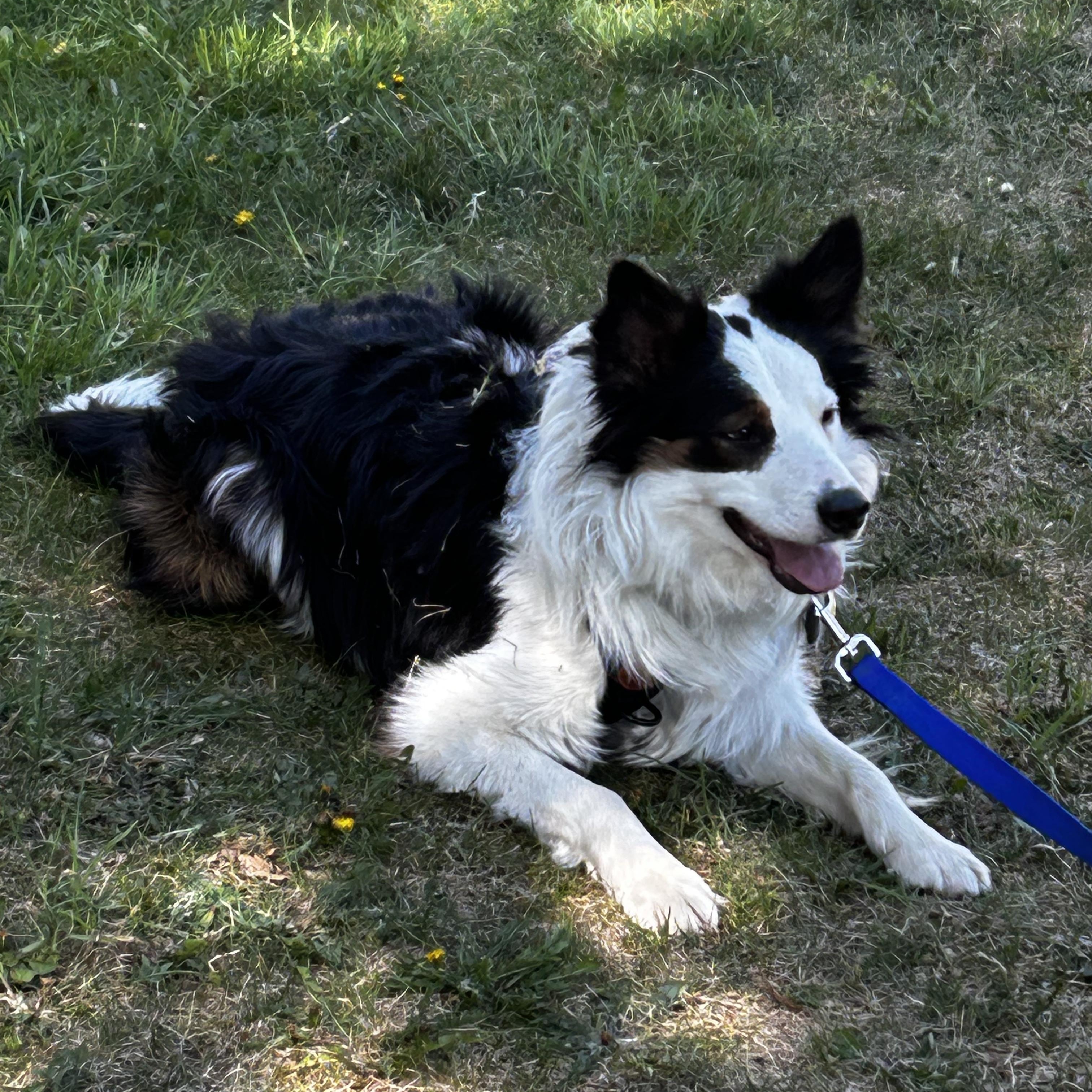 Enlarge Oscar, a ADOPTABLE Border Collie in boulder, CO image 3/4