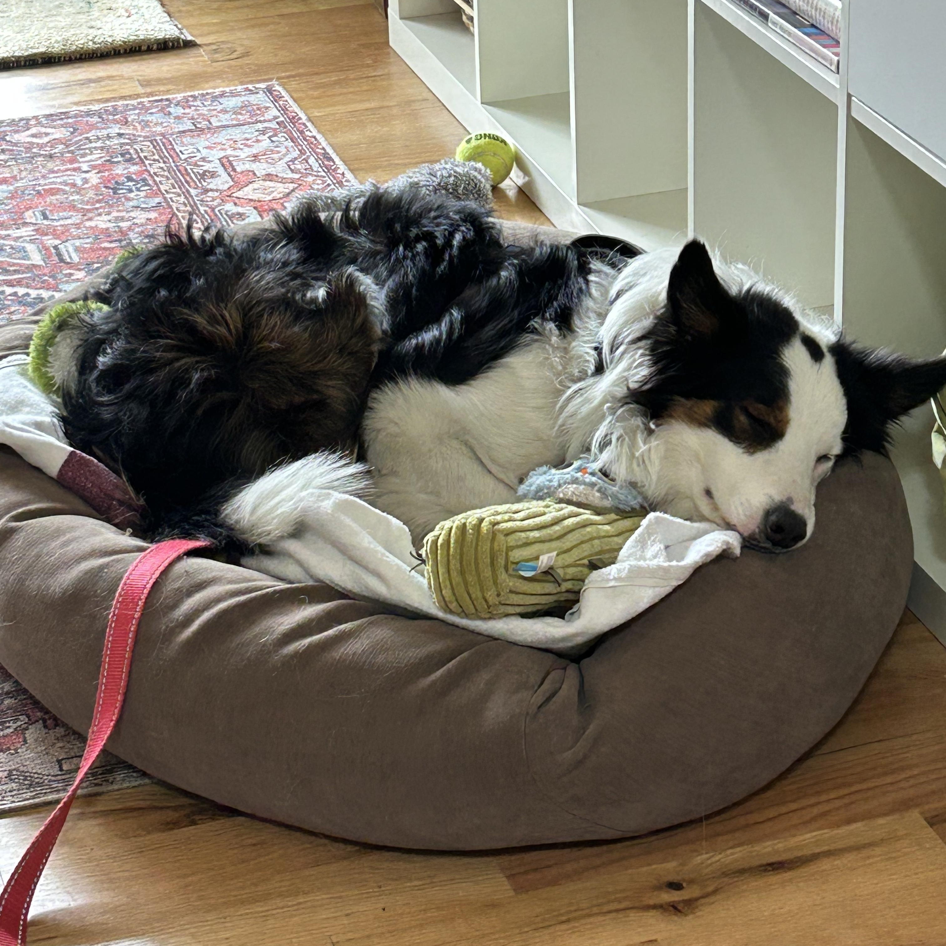 Enlarge Oscar, a ADOPTABLE Border Collie in boulder, CO image 4/4
