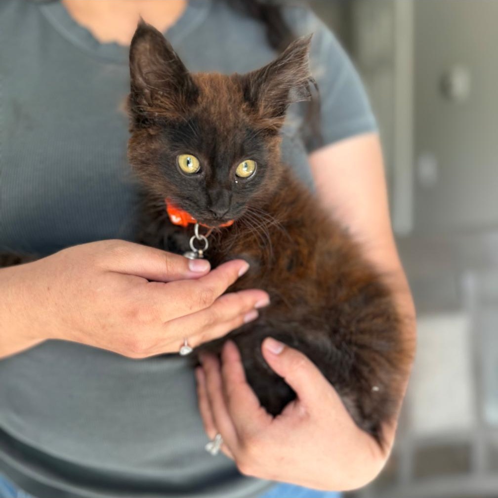 Enlarge RUSTY, a Adopted Domestic Medium Hair in Ontario, CA image 3/4