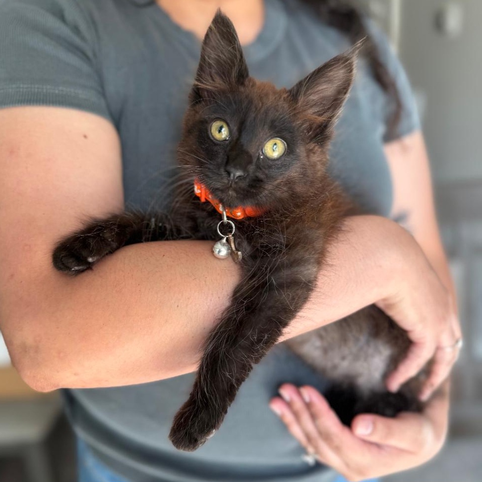 RUSTY, Adopted, Young Male Domestic Medium Hair.