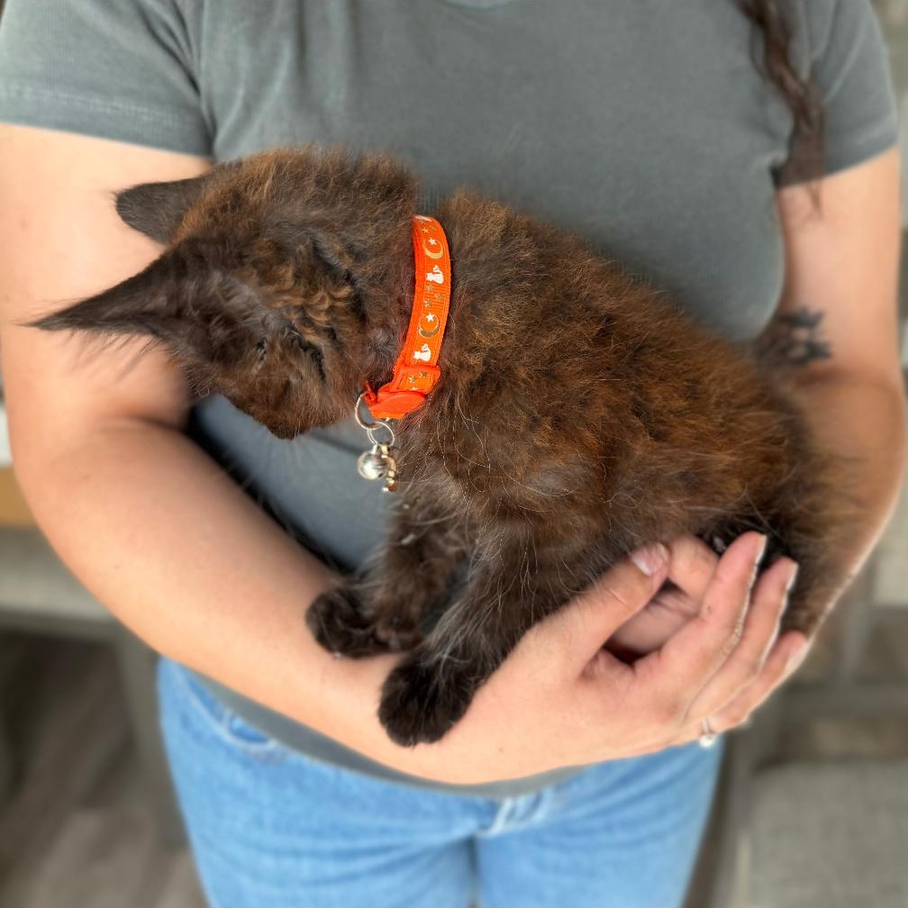 Enlarge RUSTY, a Adopted Domestic Medium Hair in Ontario, CA image 4/4