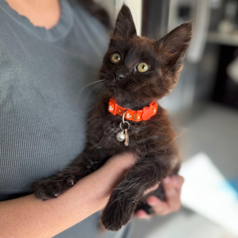 Enlarge RUSTY, a Adopted Domestic Medium Hair in Ontario, CA image 2/4
