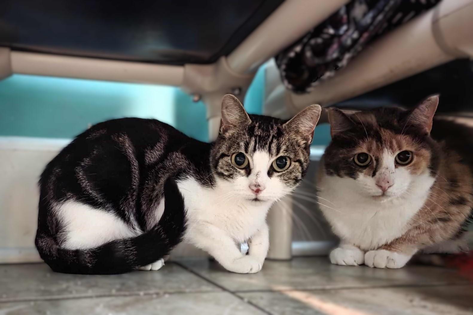 Enlarge Keely, a ADOPTABLE Domestic Medium Hair in Elizabeth, IL image 3/4