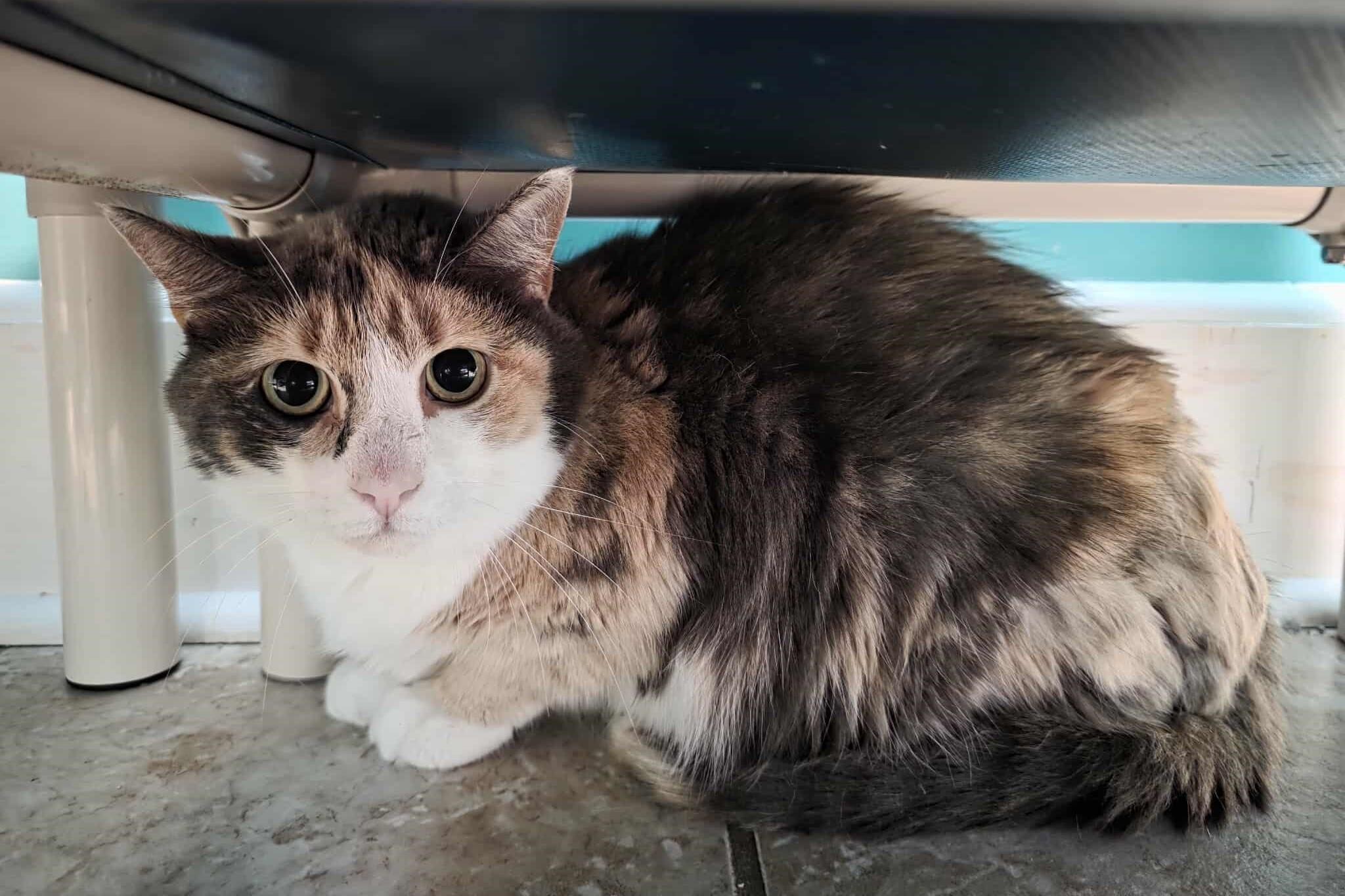 Enlarge Keely, a ADOPTABLE Domestic Medium Hair in Elizabeth, IL image 1/4