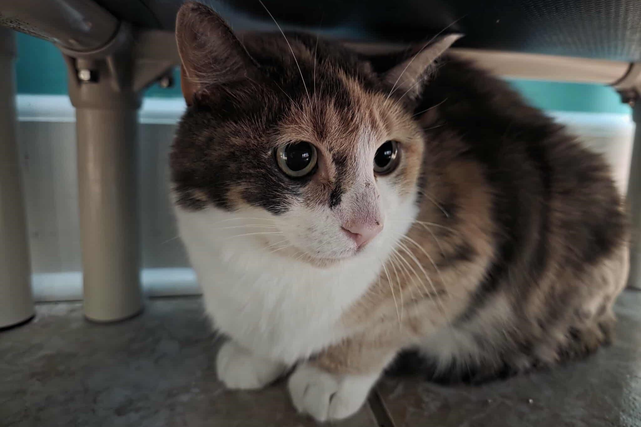 Enlarge Keely, a ADOPTABLE Domestic Medium Hair in Elizabeth, IL image 2/4