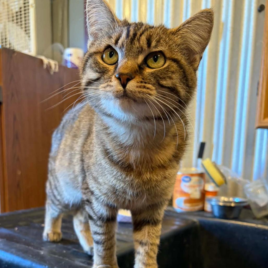 Billie, Adoptable, Young Female Domestic Short Hair.