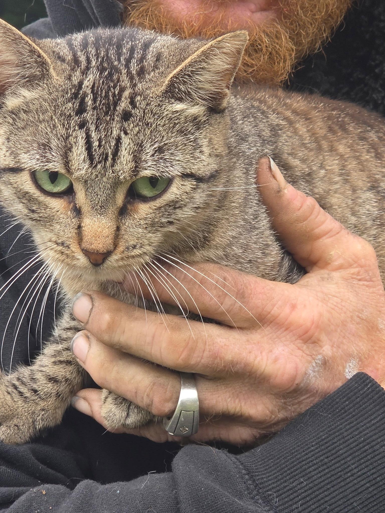 Enlarge Punky (Available date: TBD), a Adoptable Tabby in Williamsburg, IA image 1/1