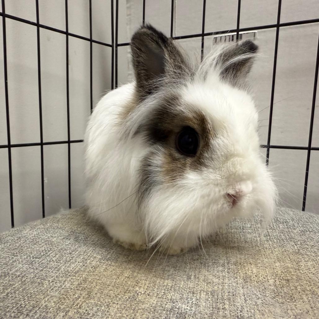 Enlarge Bon & Bonnie (bonded duo), a ADOPTABLE mixed breed in Medford, NY image 4/4