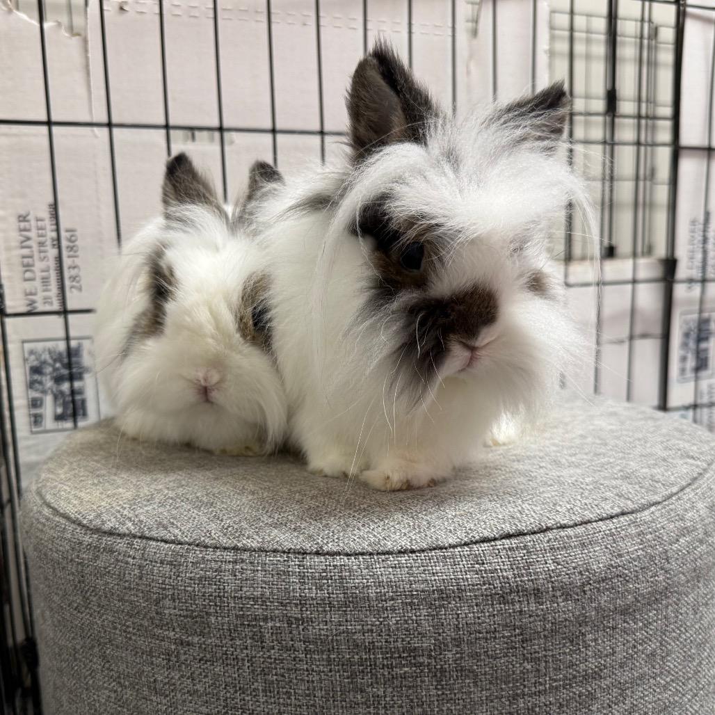 Bon & Bonnie (bonded duo), ADOPTABLE, Young Male Mini Rex & Lionhead.
