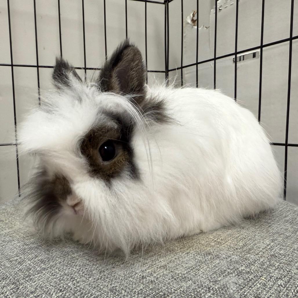 Enlarge Bon & Bonnie (bonded duo), a ADOPTABLE mixed breed in Medford, NY image 3/4