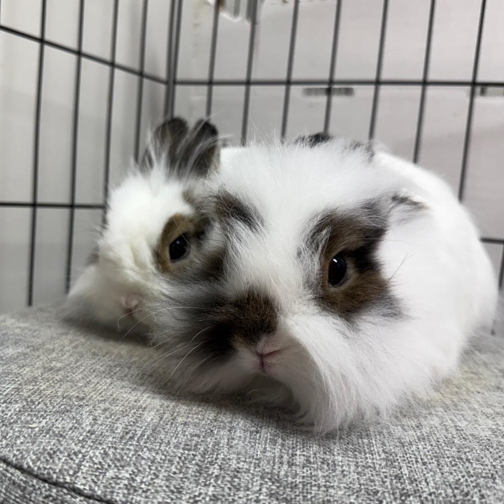 Enlarge Bon & Bonnie (bonded duo), a ADOPTABLE mixed breed in Medford, NY image 2/4