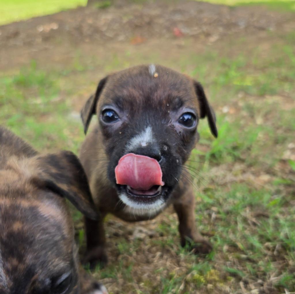 Remy, Adoptable, Puppy Female Mixed Breed.