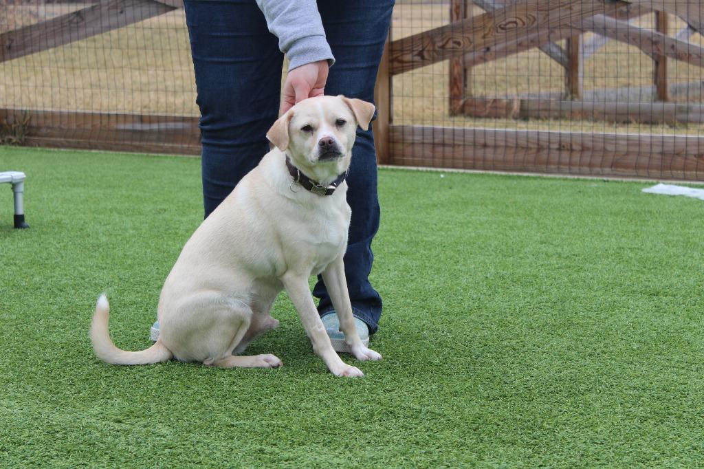 Enlarge Gary, a Adoptable mixed breed in Chestertown, MD image 4/4