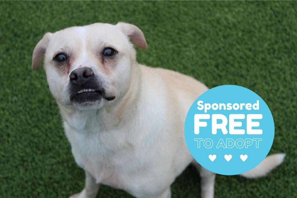 Enlarge Gary, a Adoptable mixed breed in Chestertown, MD image 1/4