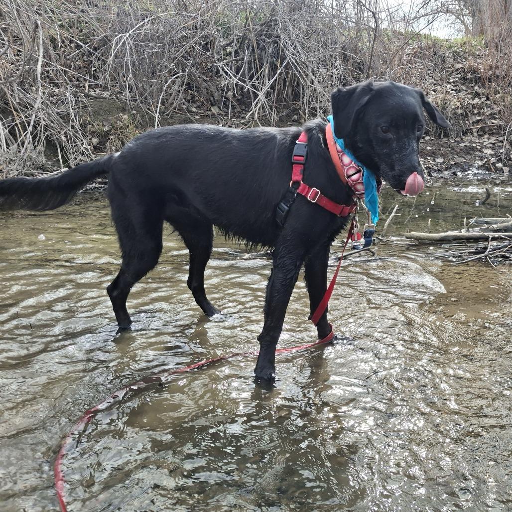Raven, Adoptable, Young Female Labrador Retriever.