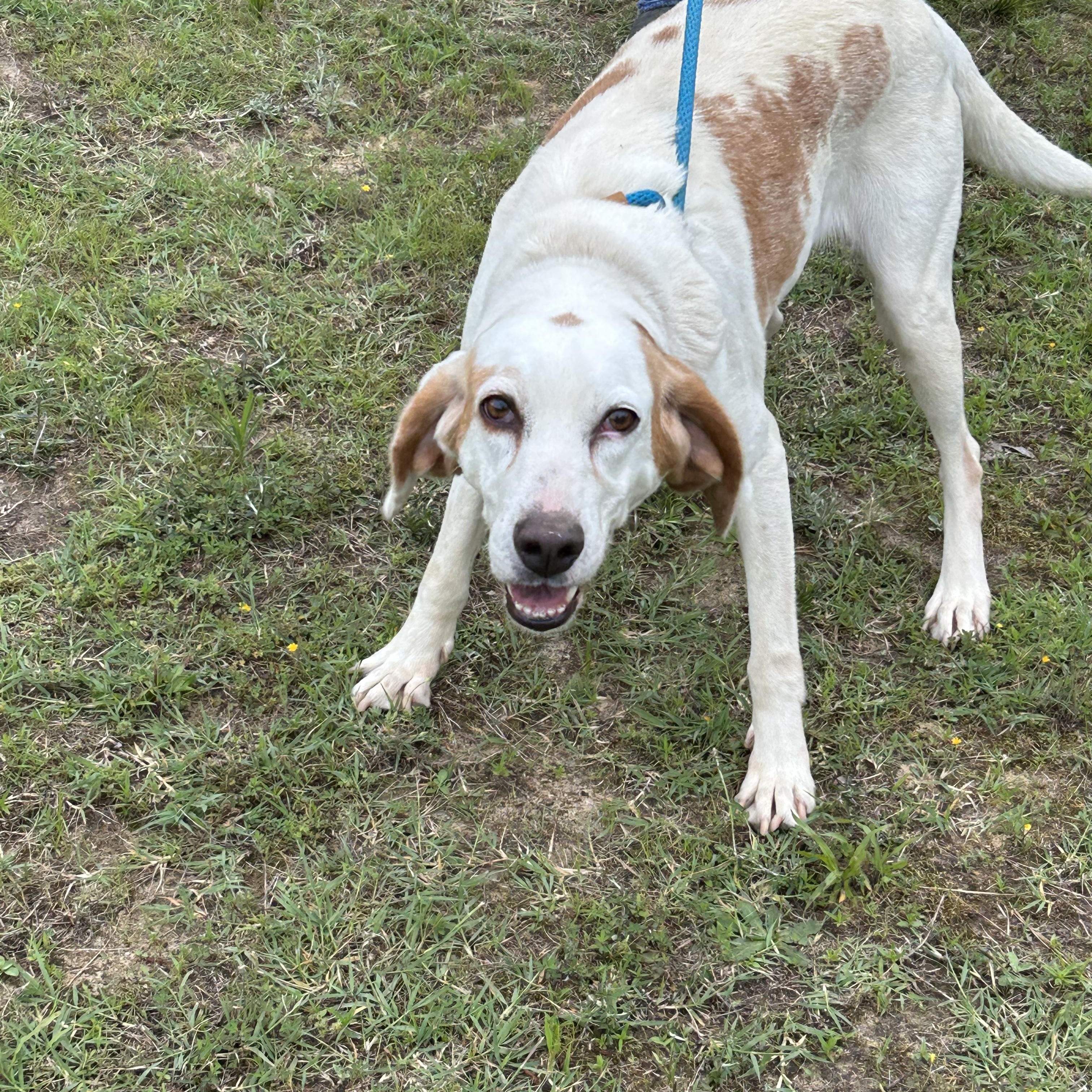 Enlarge Marshmallow, an adoptable Hound in Charles City, VA image 1/4