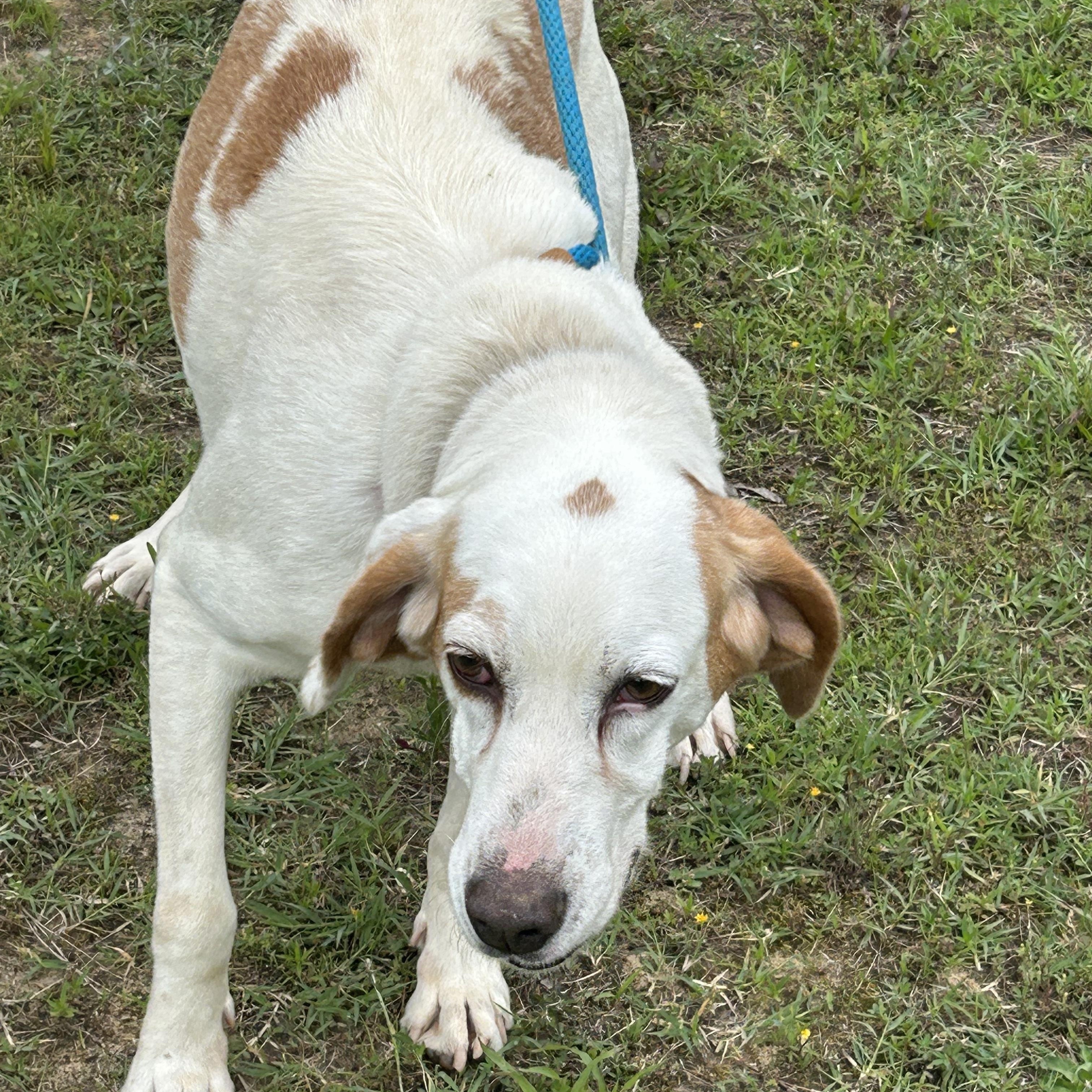 Enlarge Marshmallow, an adoptable Hound in Charles City, VA image 2/4