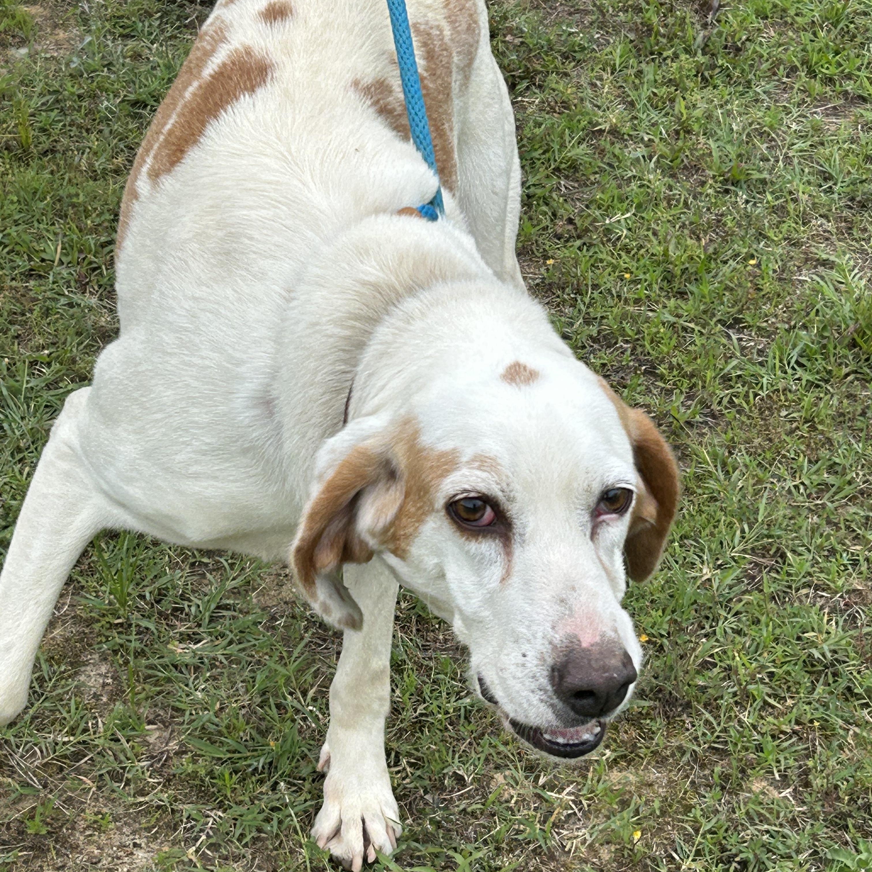 Enlarge Marshmallow, an adoptable Hound in Charles City, VA image 3/4