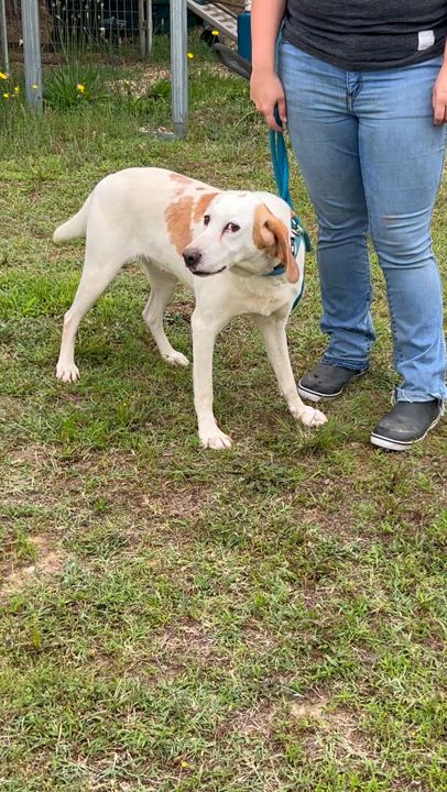 Enlarge Marshmallow, an adoptable Hound in Charles City, VA video 4/4