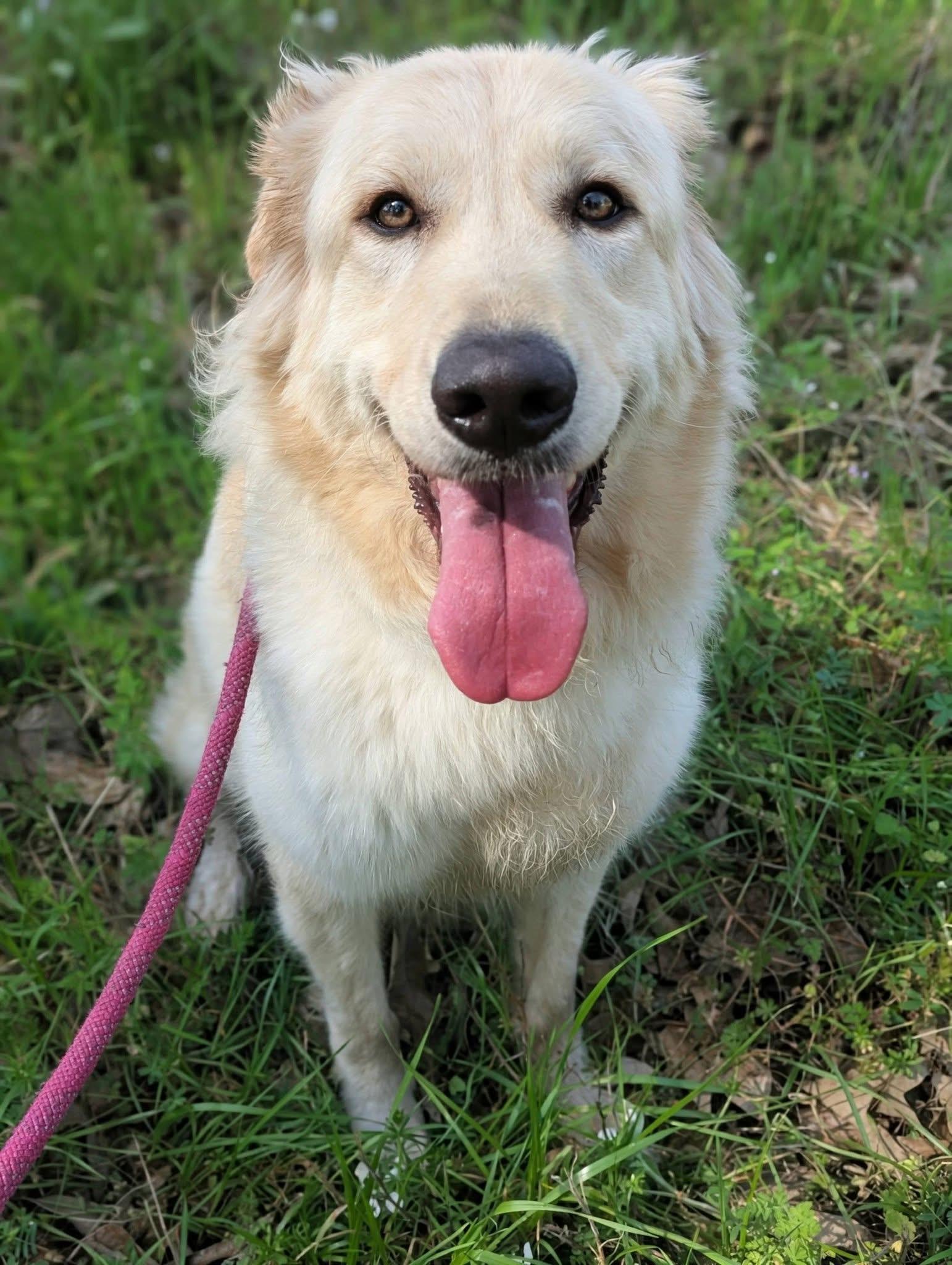 Zady , ADOPTABLE, Young Female Great Pyrenees & Golden Retriever.