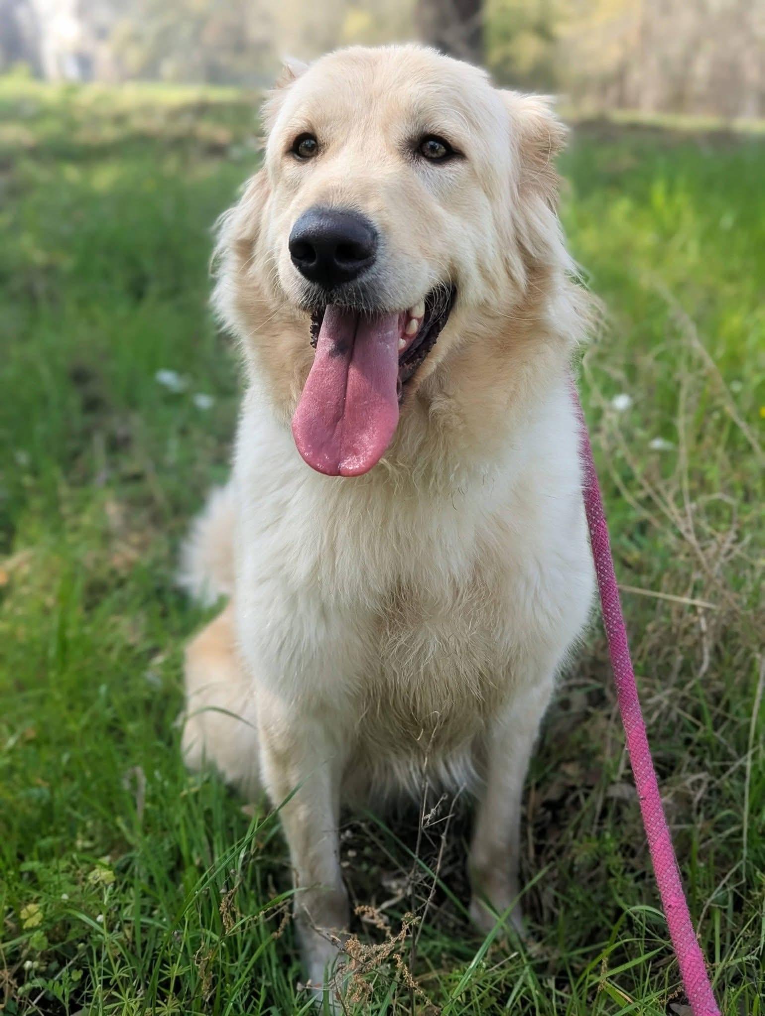 Enlarge Zady , a ADOPTABLE mixed breed in Mendham, NJ image 2/3