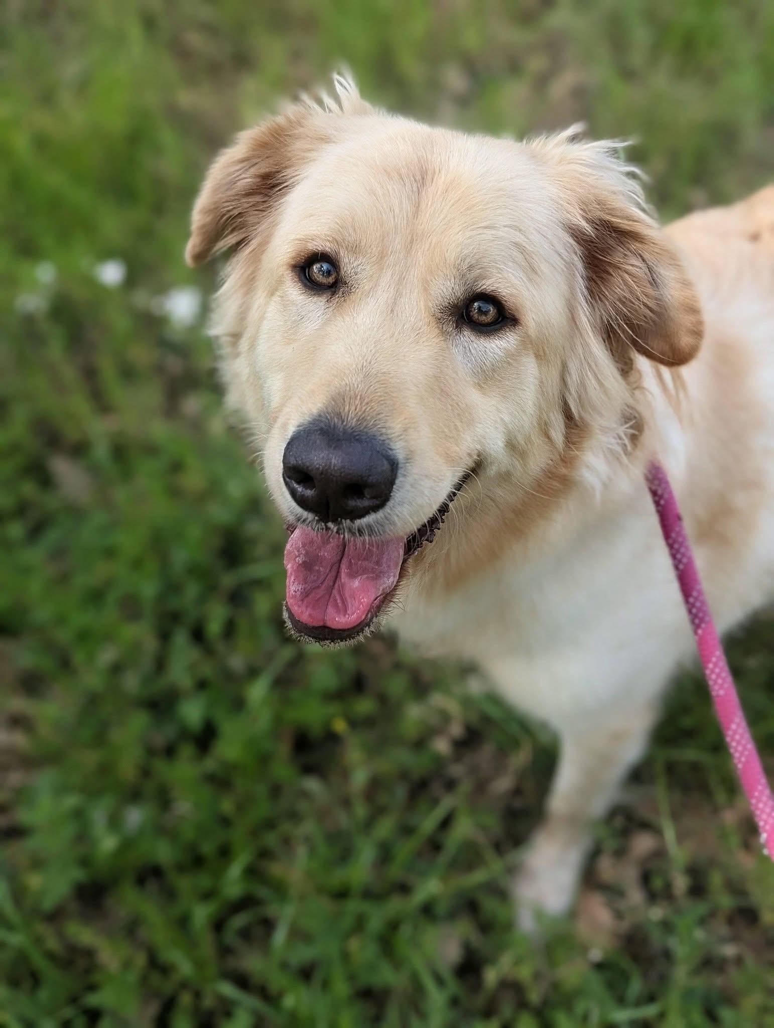 Enlarge Zady , a ADOPTABLE mixed breed in Mendham, NJ image 3/3