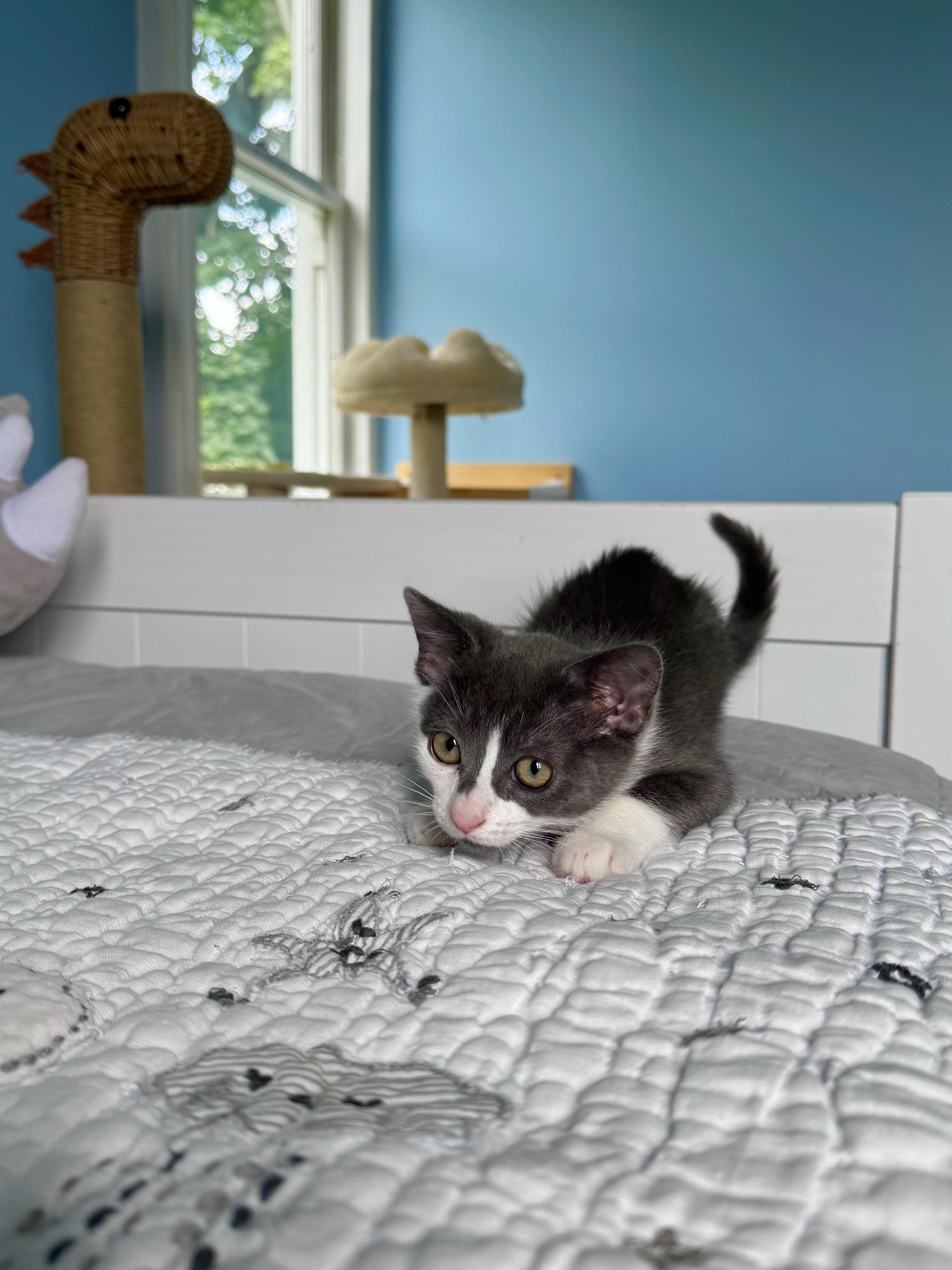 Enlarge Cove, a ADOPTABLE Domestic Short Hair in Ramsey, NJ image 5/6