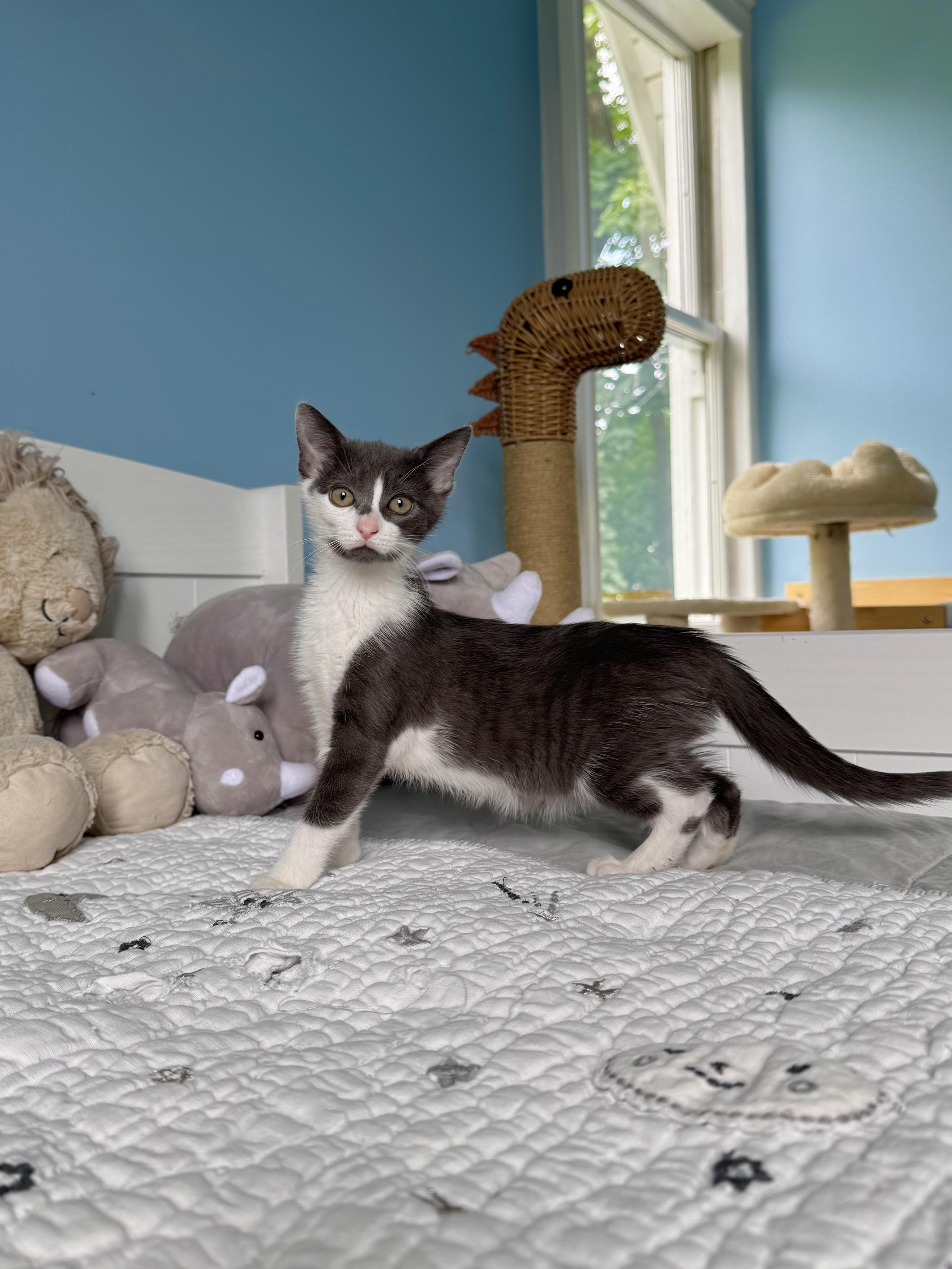 Enlarge Cove, a ADOPTABLE Domestic Short Hair in Ramsey, NJ image 2/6