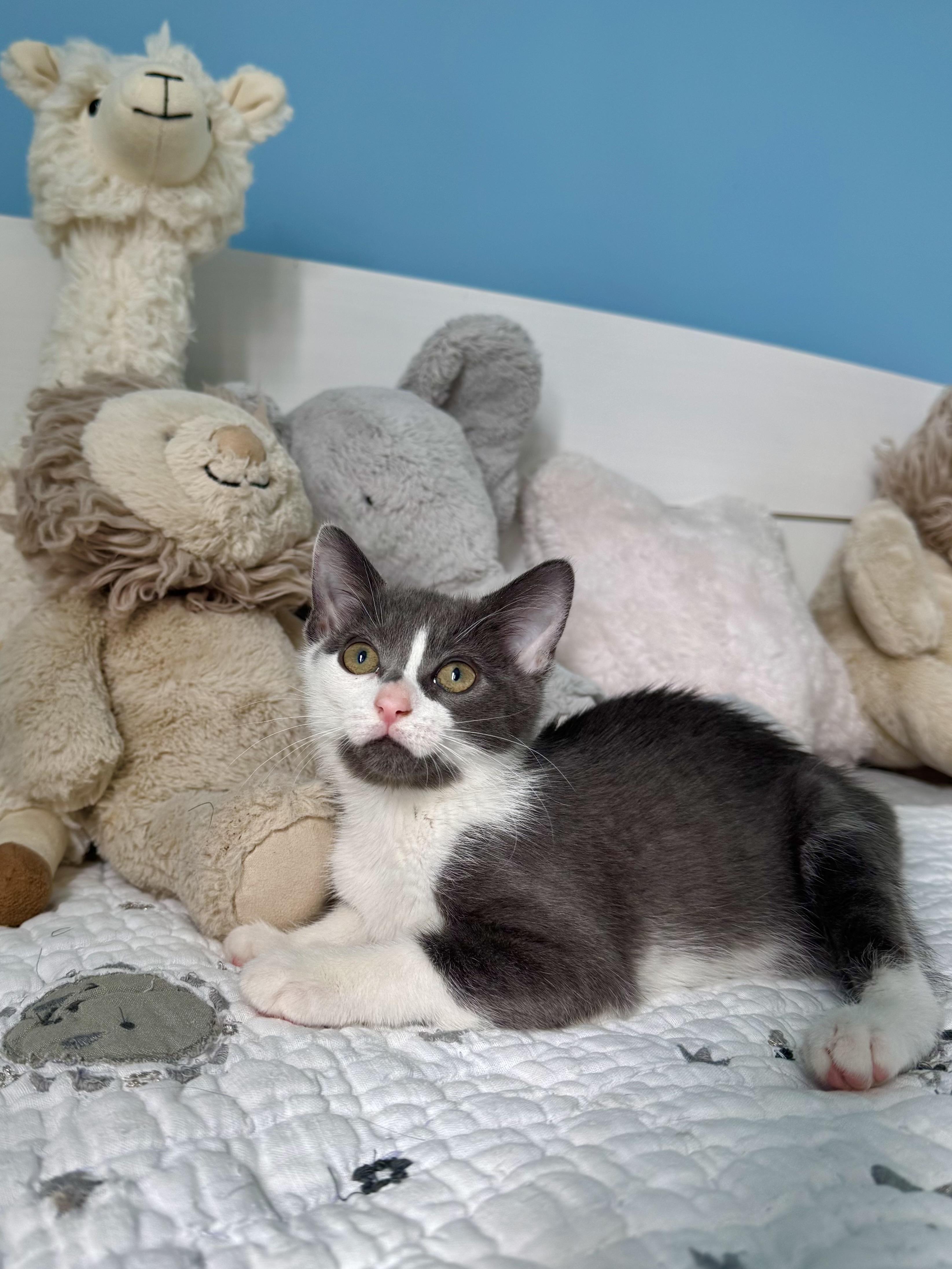 Cove, ADOPTABLE, Kitten Female Domestic Short Hair.