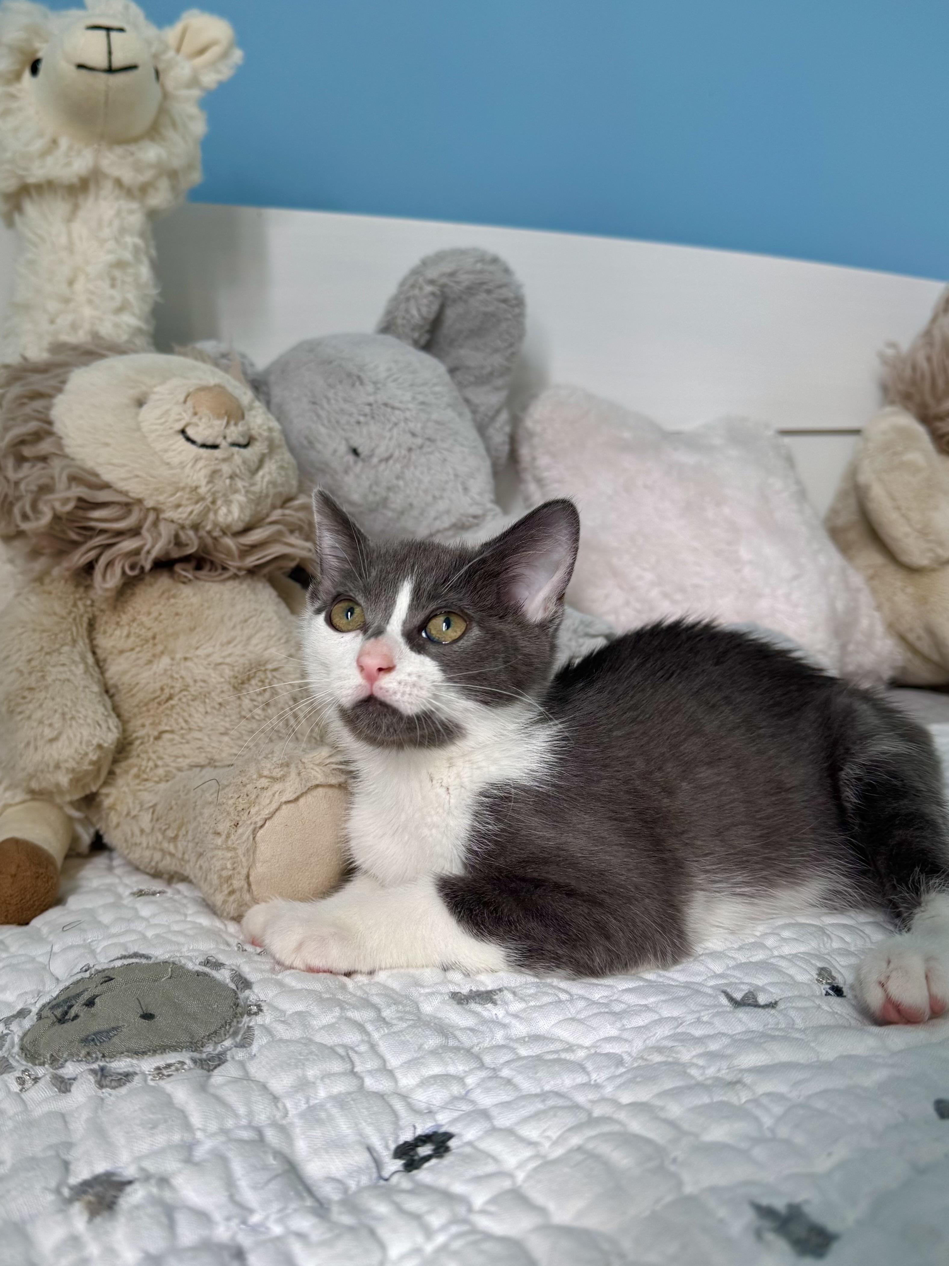 Enlarge Cove, a ADOPTABLE Domestic Short Hair in Ramsey, NJ image 4/6