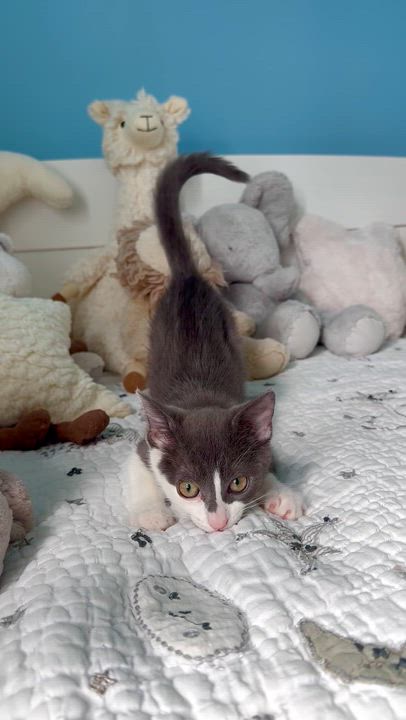 Enlarge Cove, a ADOPTABLE Domestic Short Hair in Ramsey, NJ video 6/6