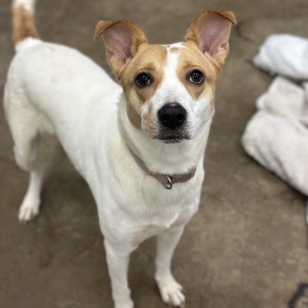 Juno/beatrice, Adoptable, Adult Female Mixed Breed.