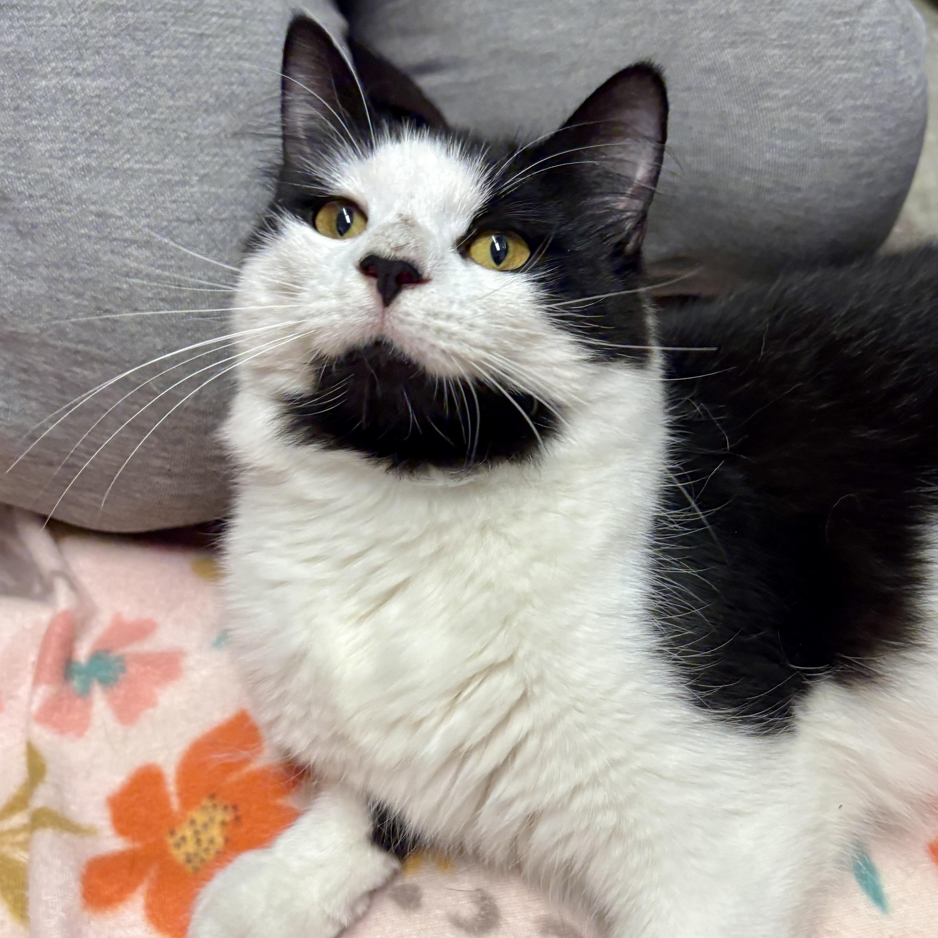Enlarge Olympia, a ADOPTABLE British Longhair in Beacon, NY image 5/6