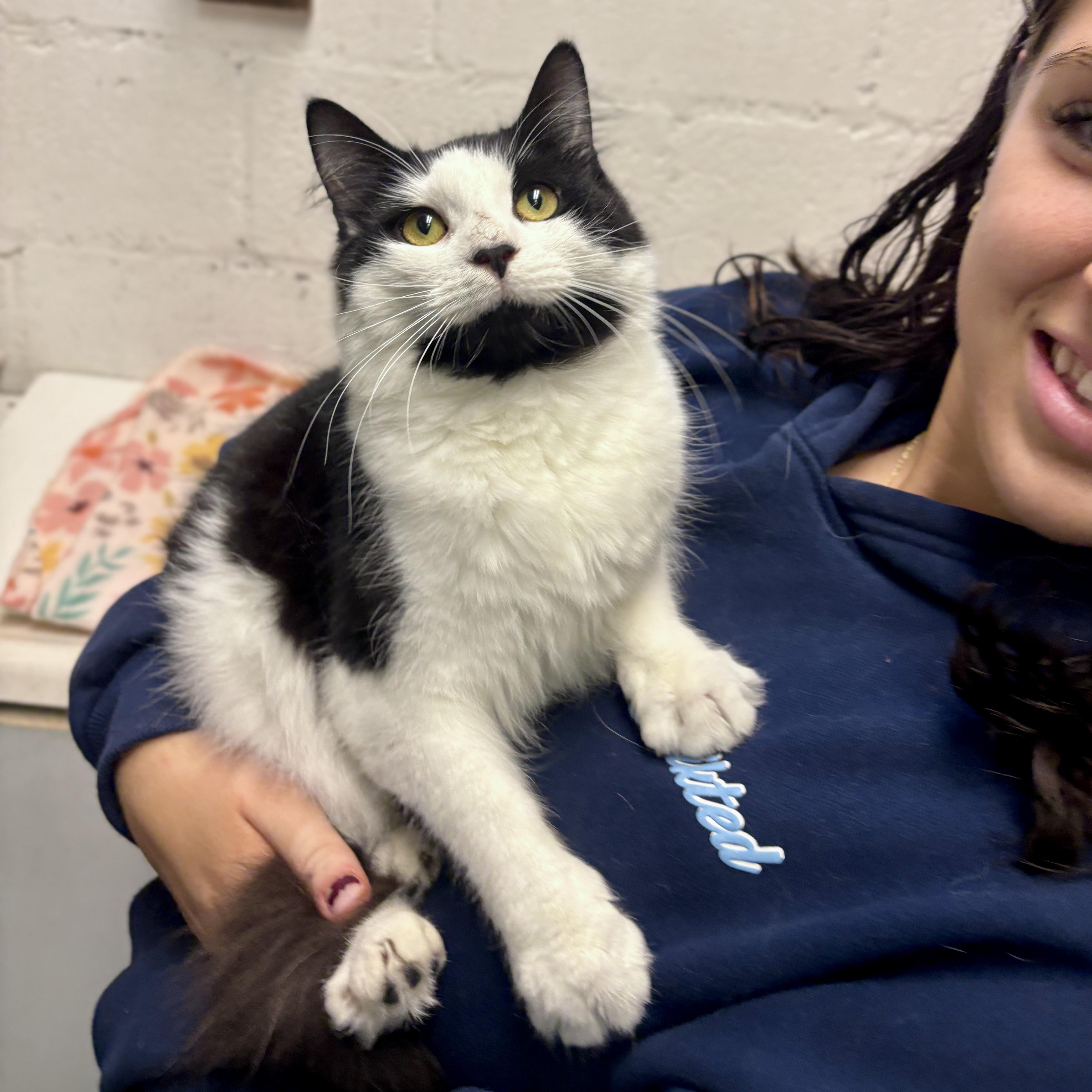 Enlarge Olympia, a ADOPTABLE British Longhair in Beacon, NY image 1/6