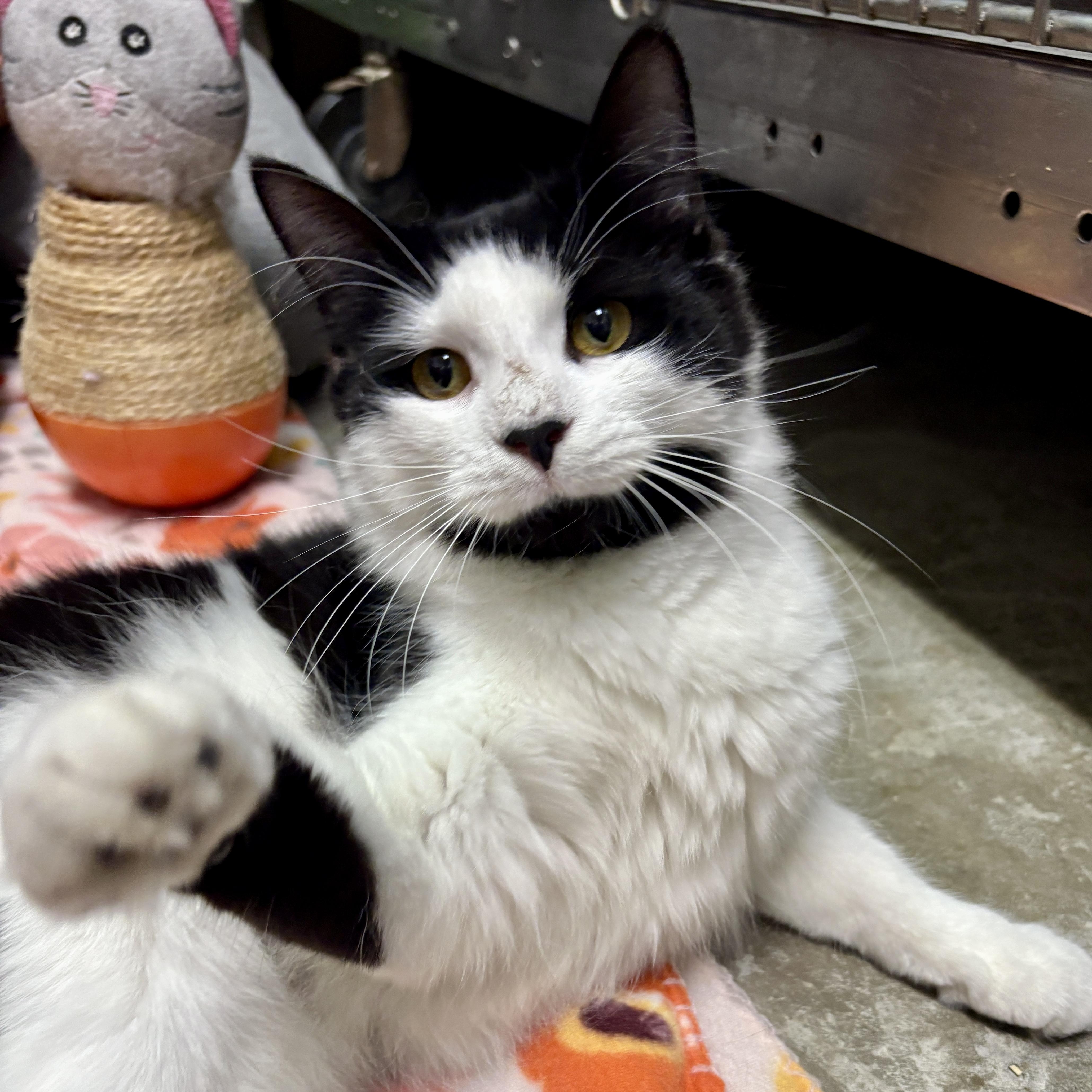 Enlarge Olympia, a ADOPTABLE British Longhair in Beacon, NY image 4/6