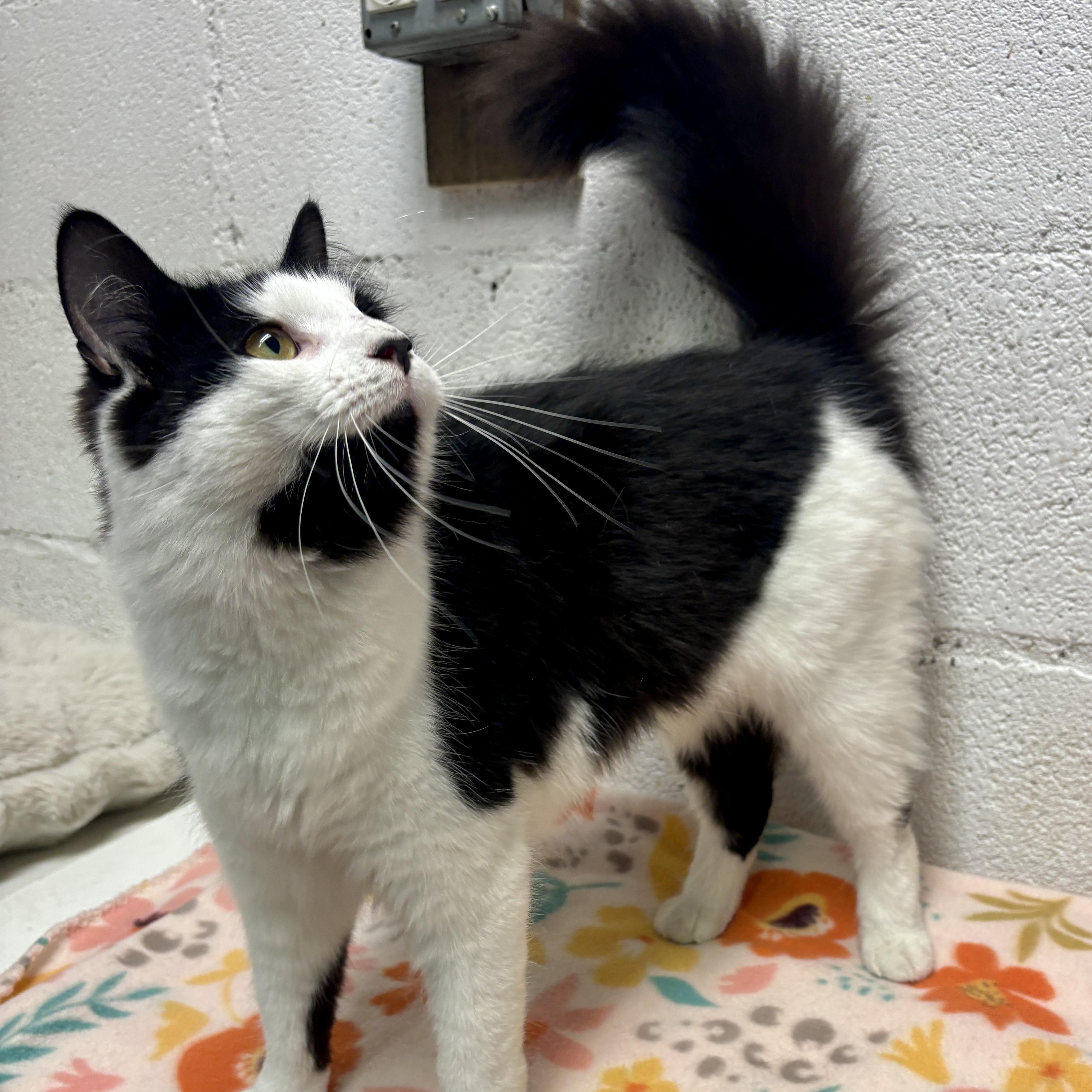 Enlarge Olympia, a ADOPTABLE British Longhair in Beacon, NY image 2/6