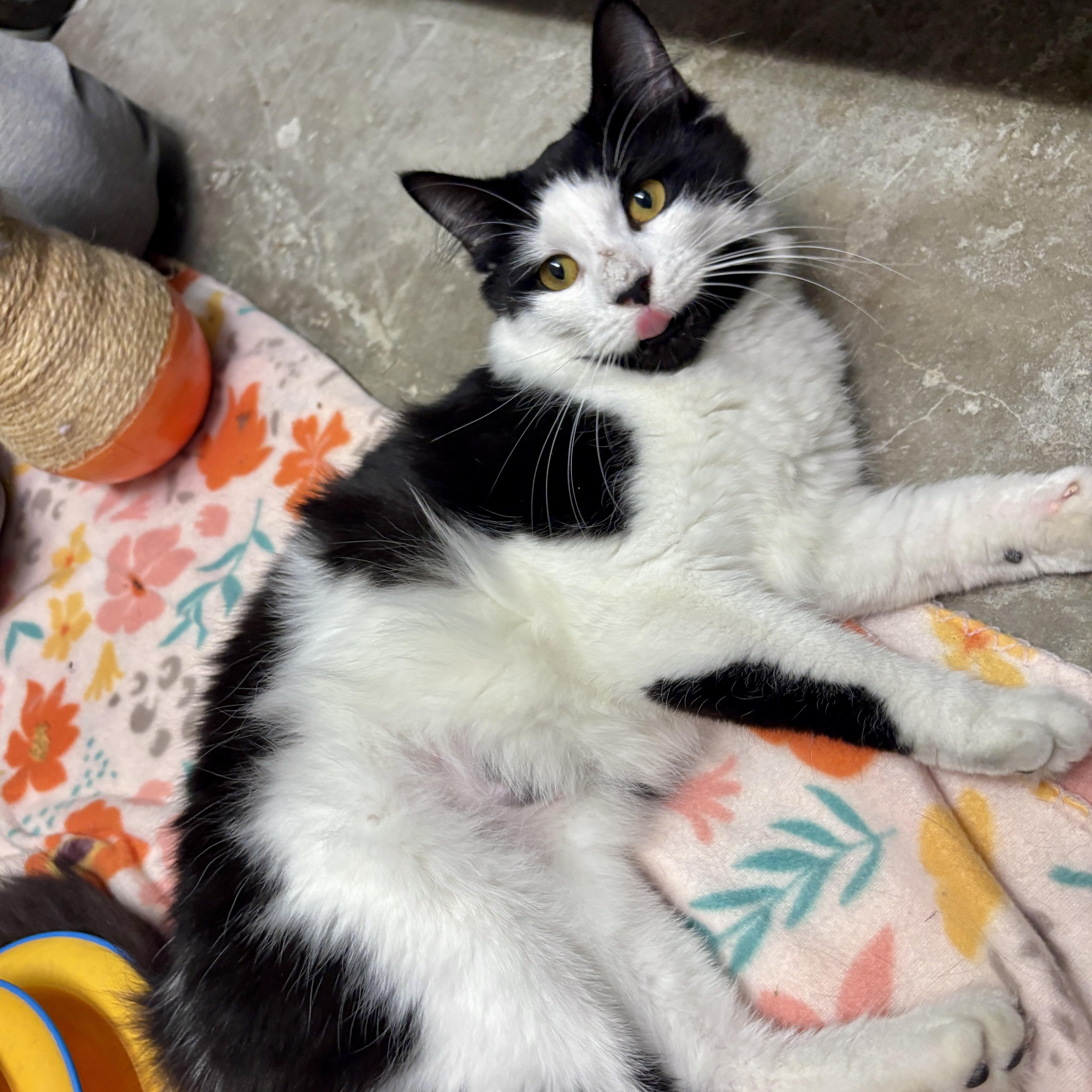 Enlarge Olympia, a ADOPTABLE British Longhair in Beacon, NY image 6/6