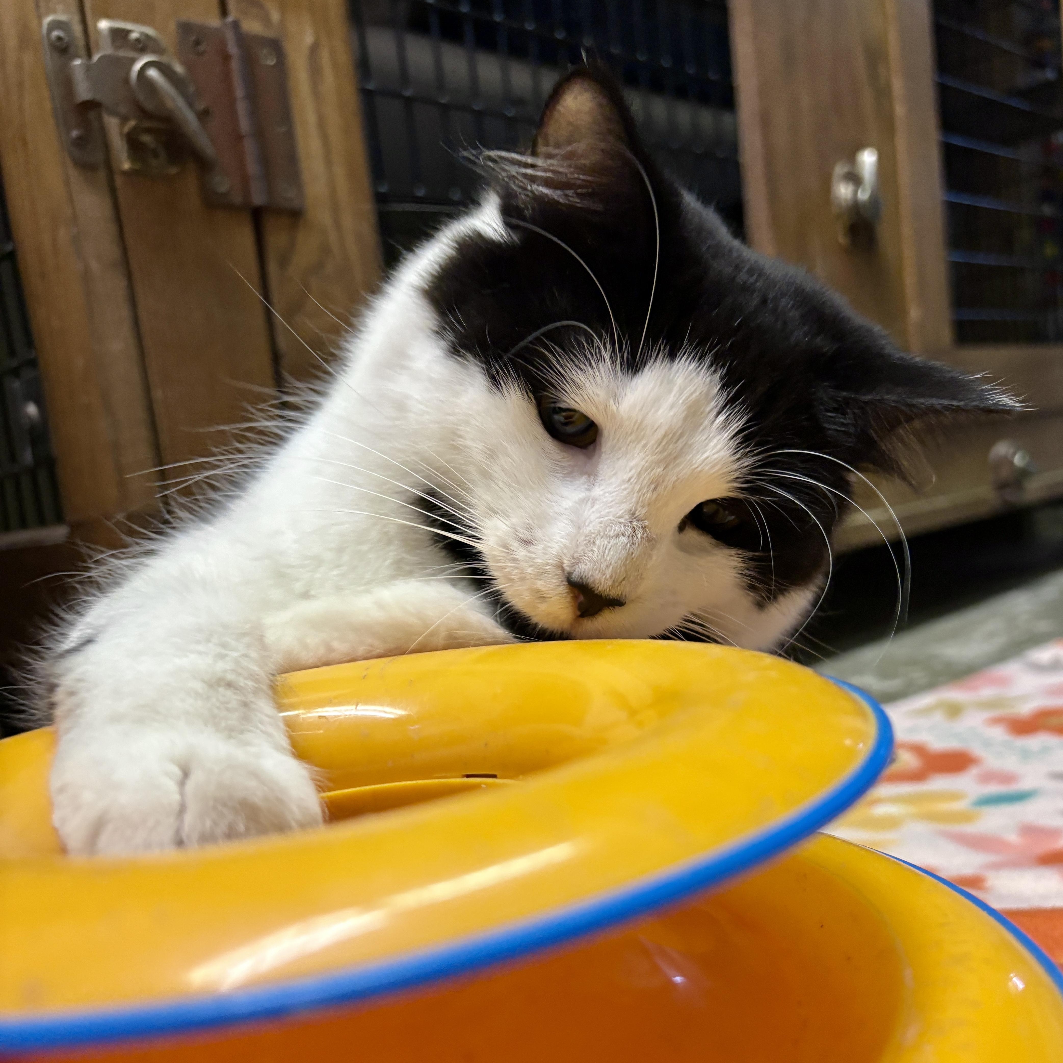 Enlarge Olympia, a ADOPTABLE British Longhair in Beacon, NY image 3/6